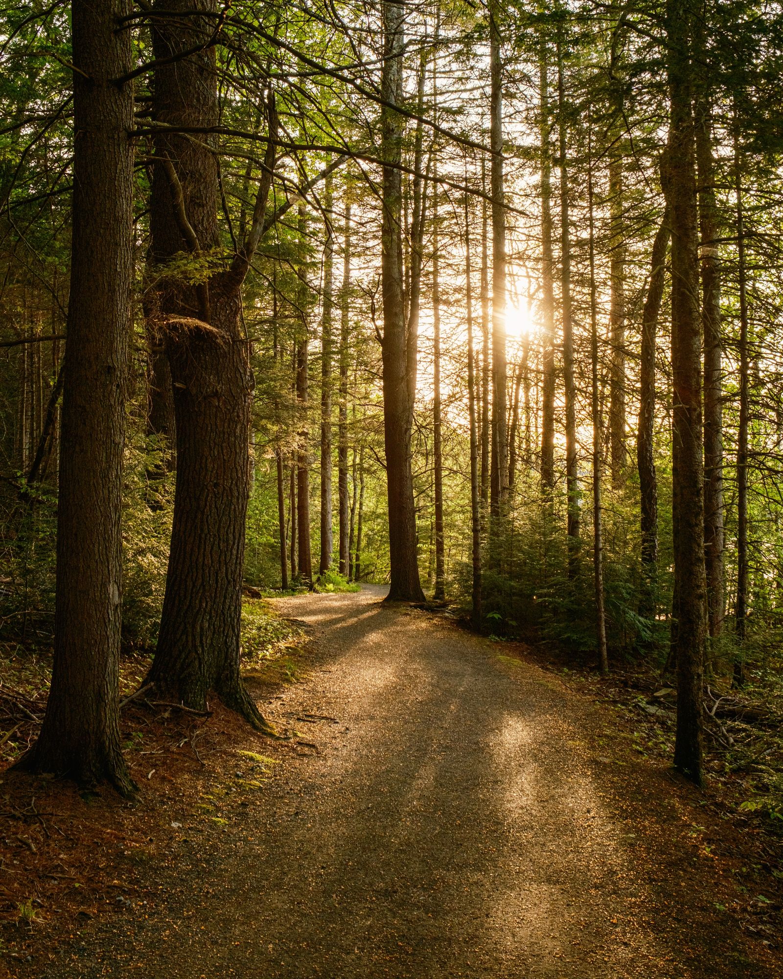 Forest Walk 01