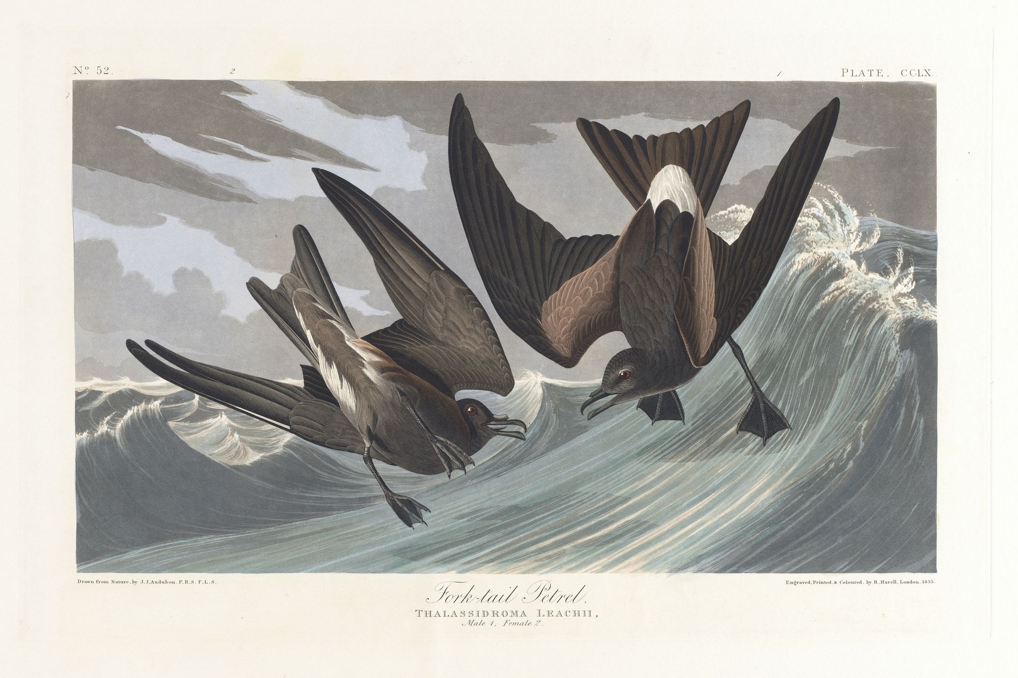 Fork-tail petrel (1827–1838)