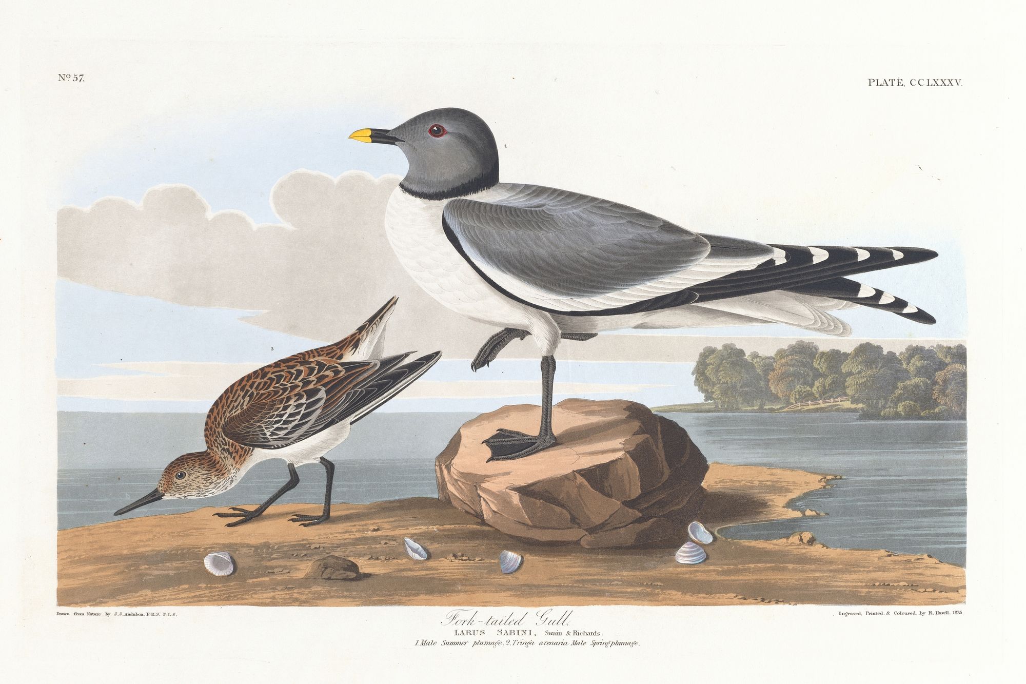 Fork-tailed gull (1827–1838)