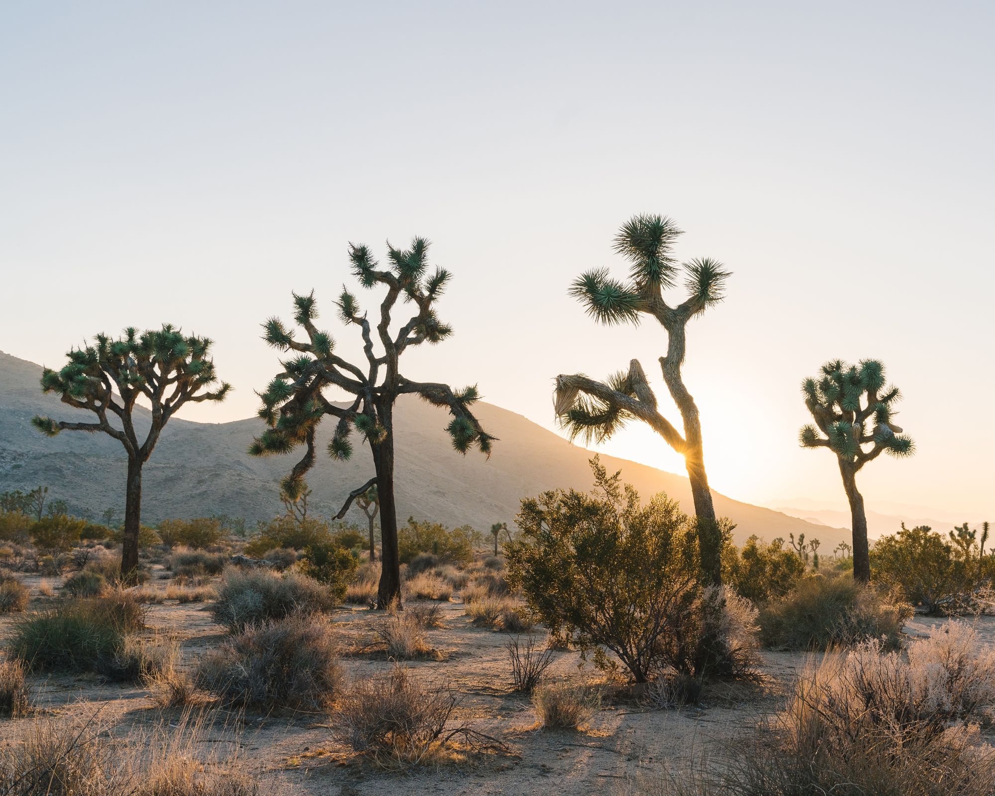 Four of Joshua Tree