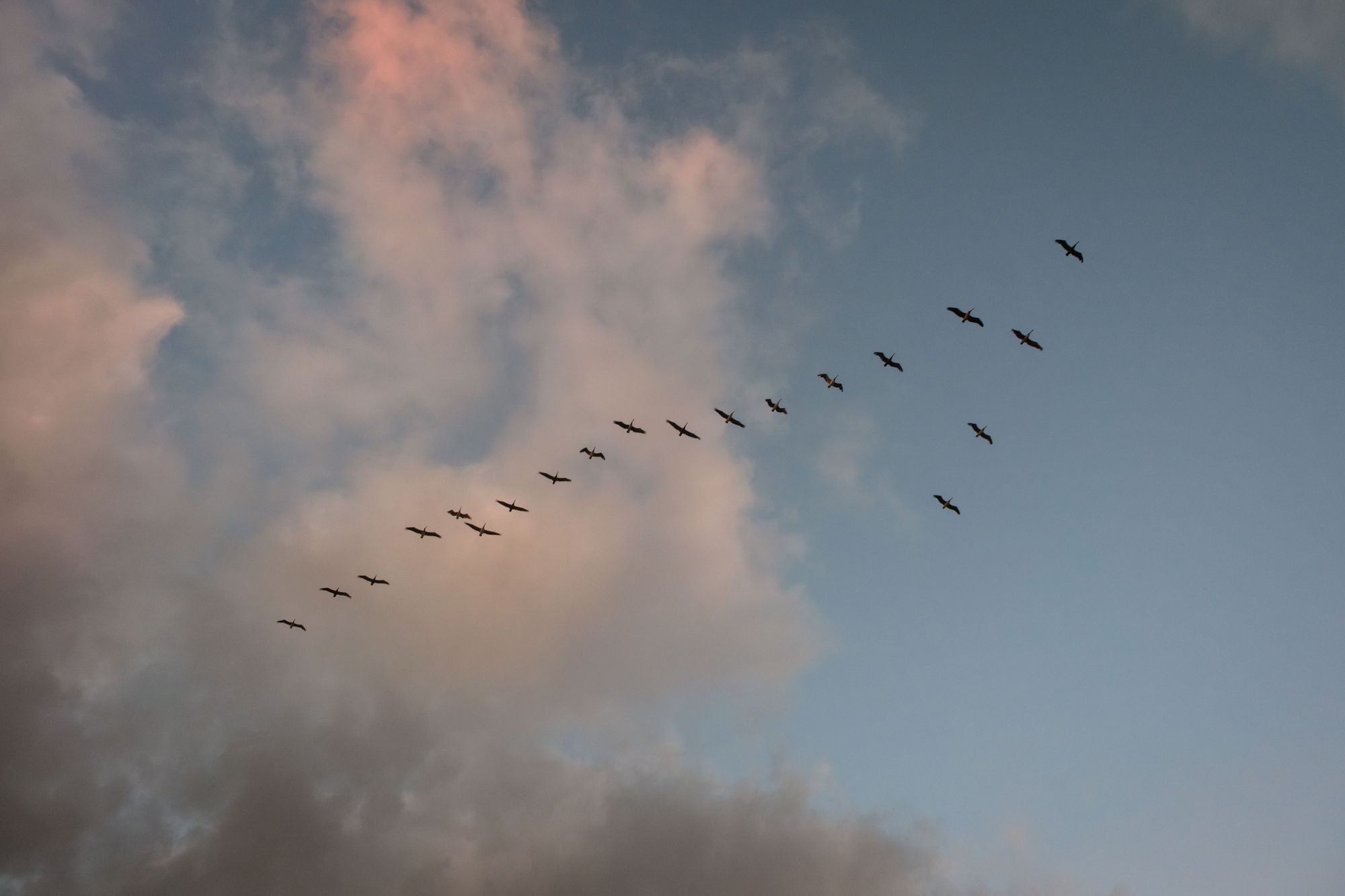 Flock of Birds in Ocean Beach, San Diego