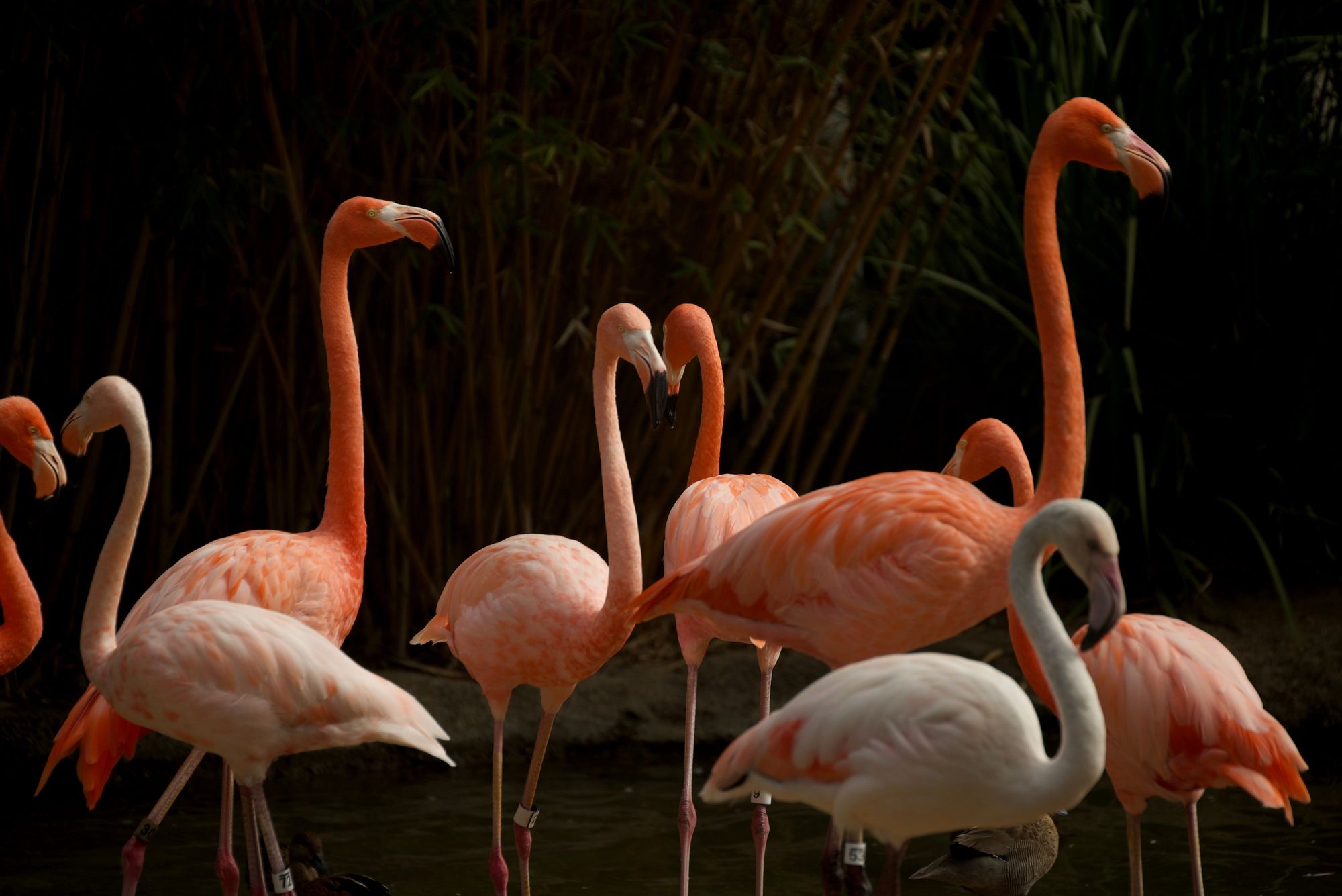 Flamingo Harmony