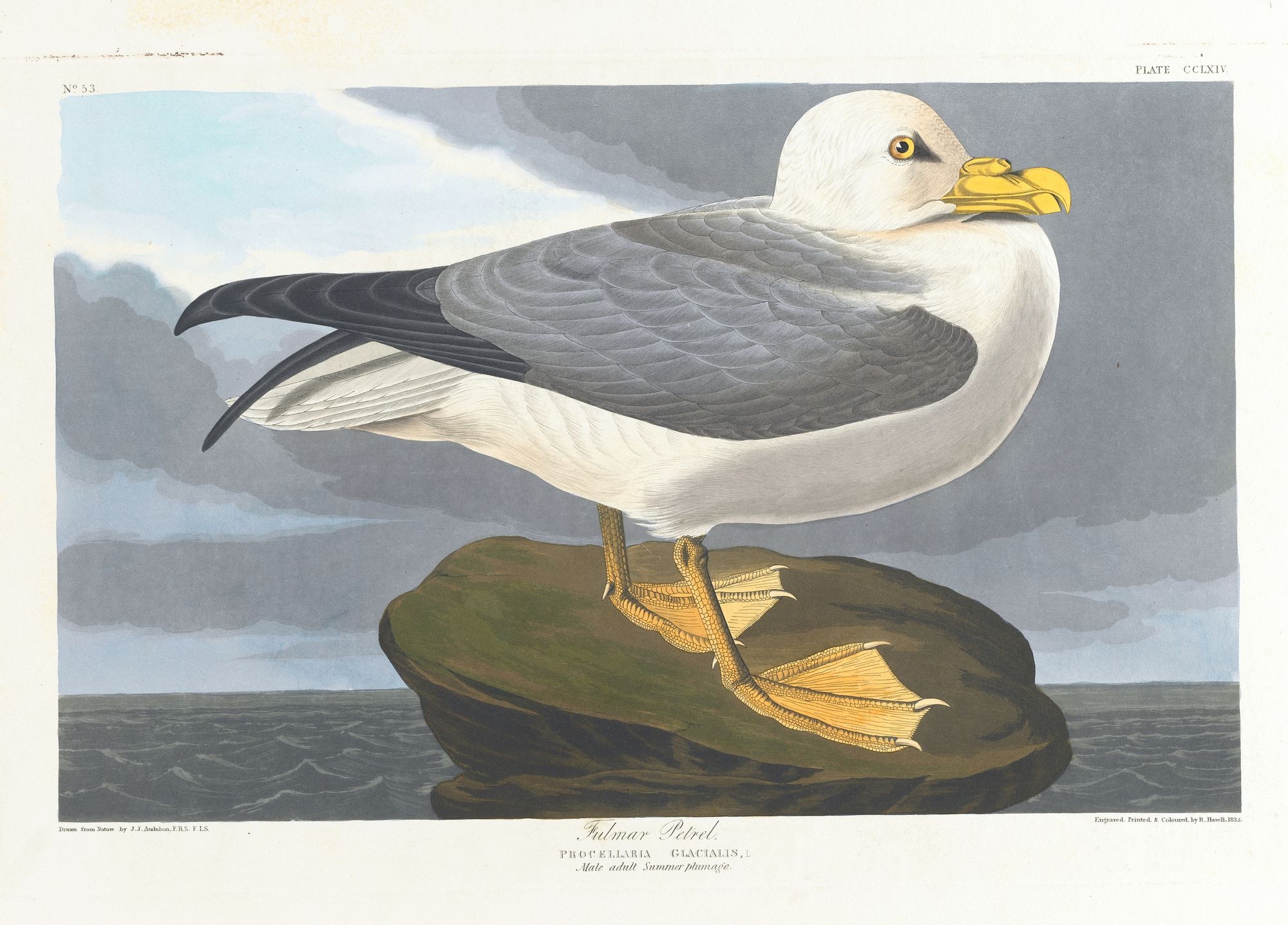 Fulmar petrel (1827–1838)