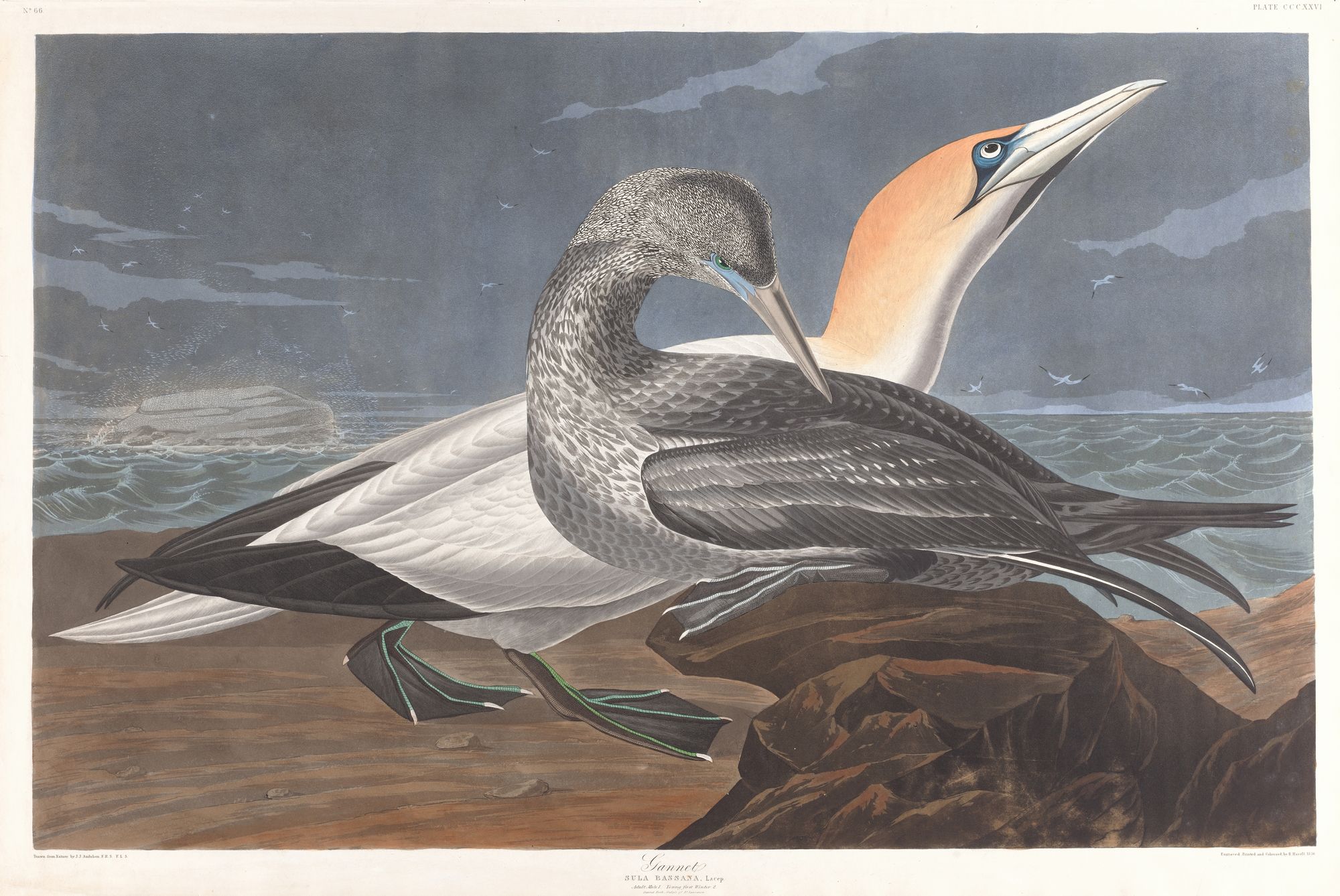 Gannet (1827–1838)
