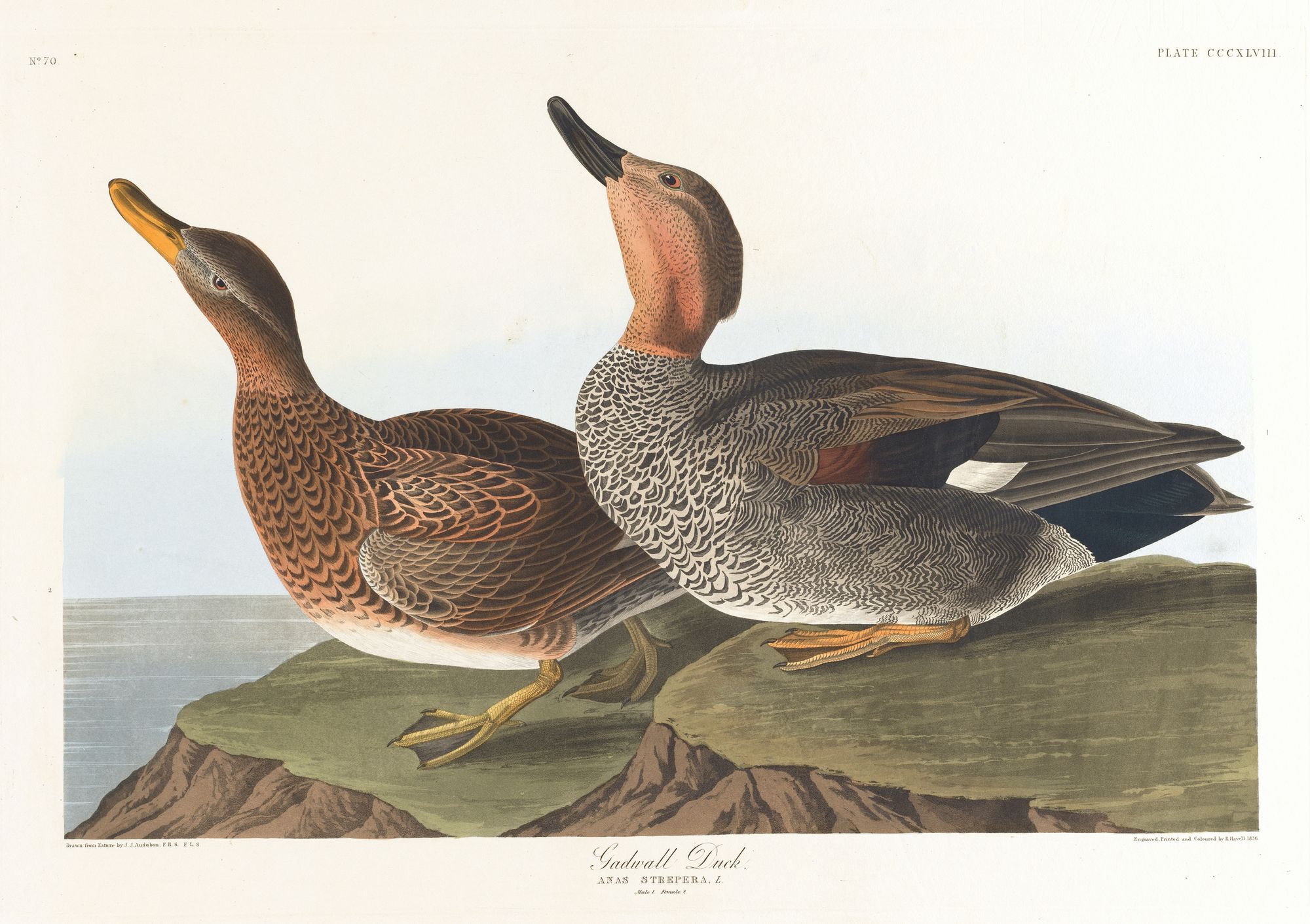 Gadwall duck (1827–1838)