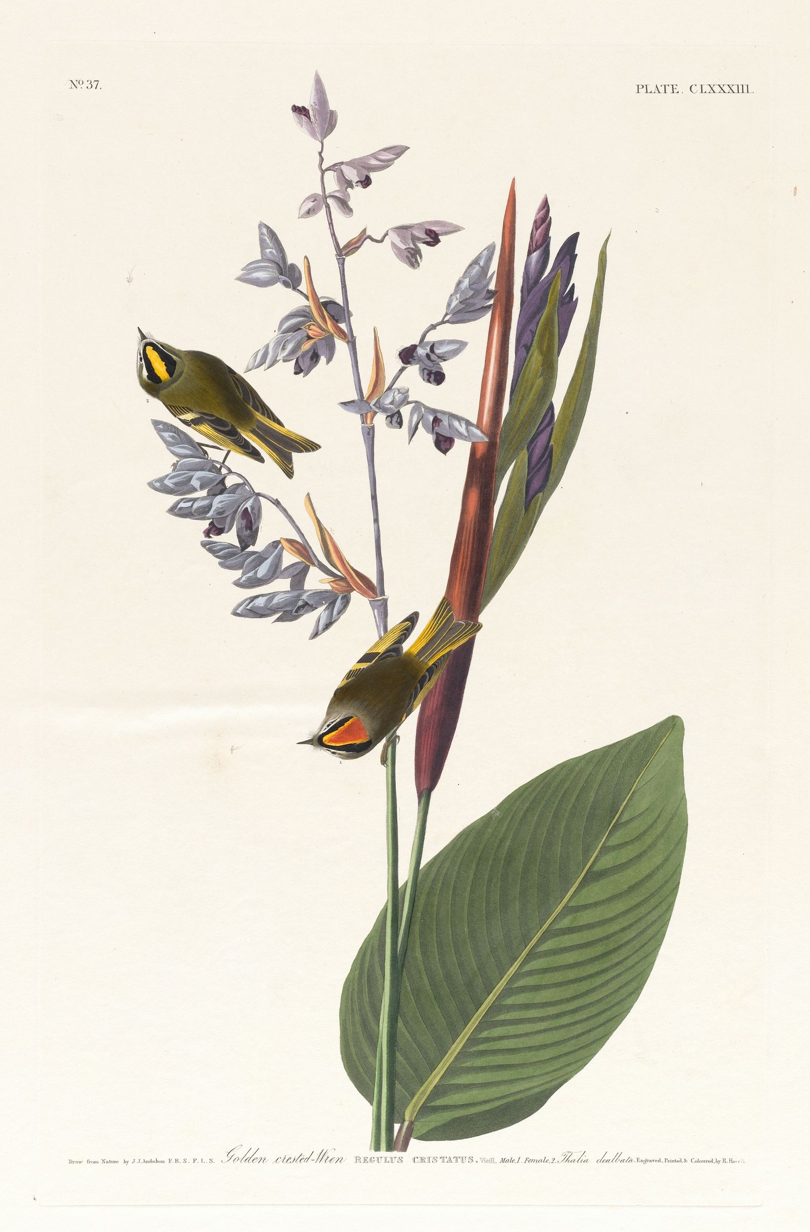 Golden crested-wren (1827–1838)