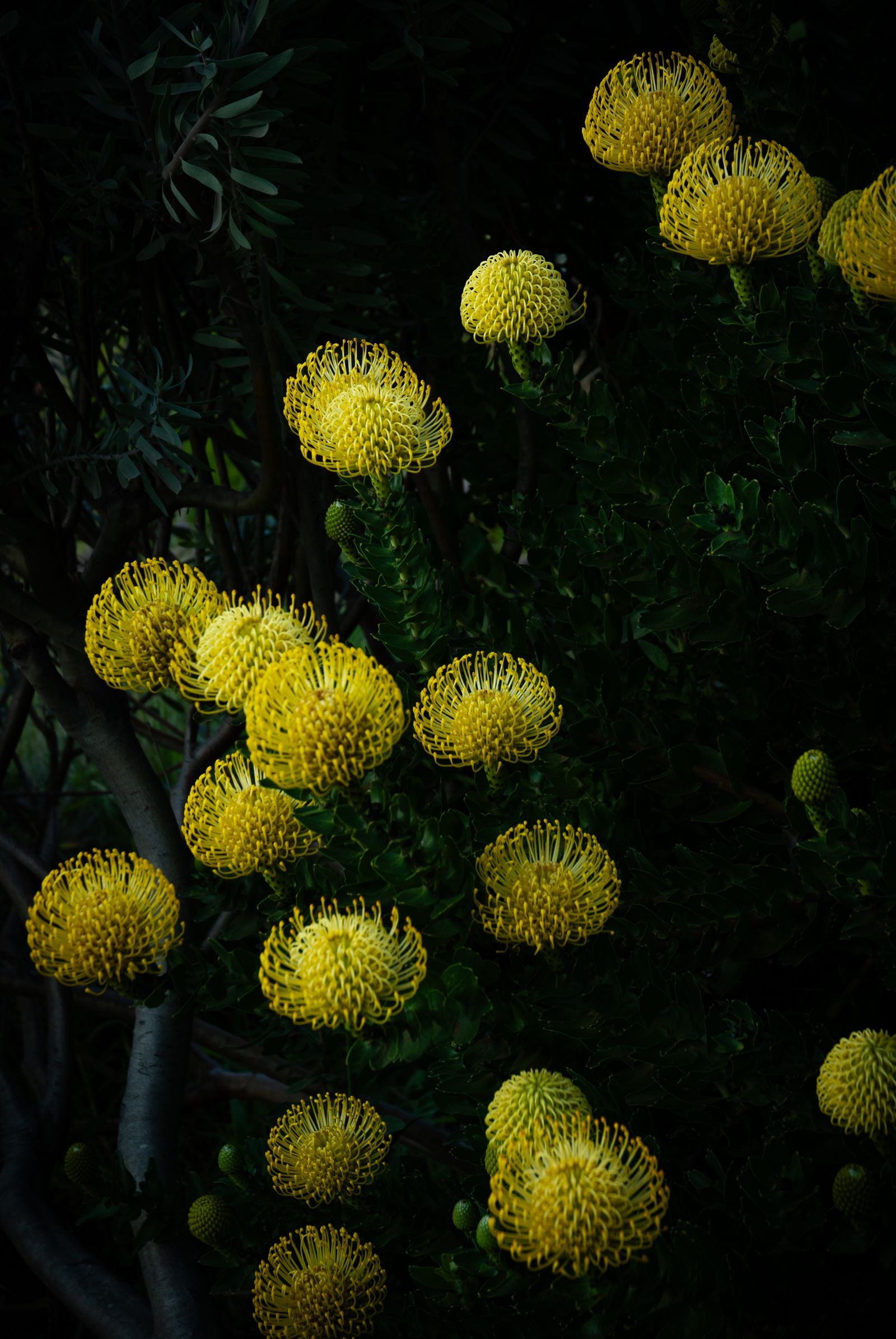 Golden Blooms in Shadow