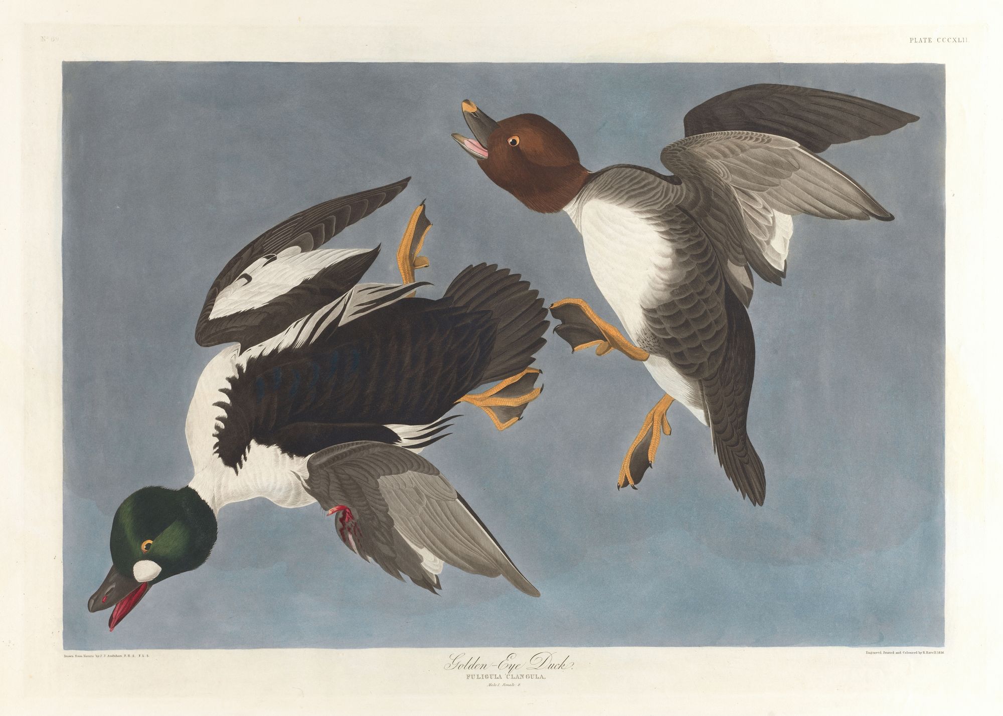 Golden-eye duck, Fuligula clangula (1827–1838)
