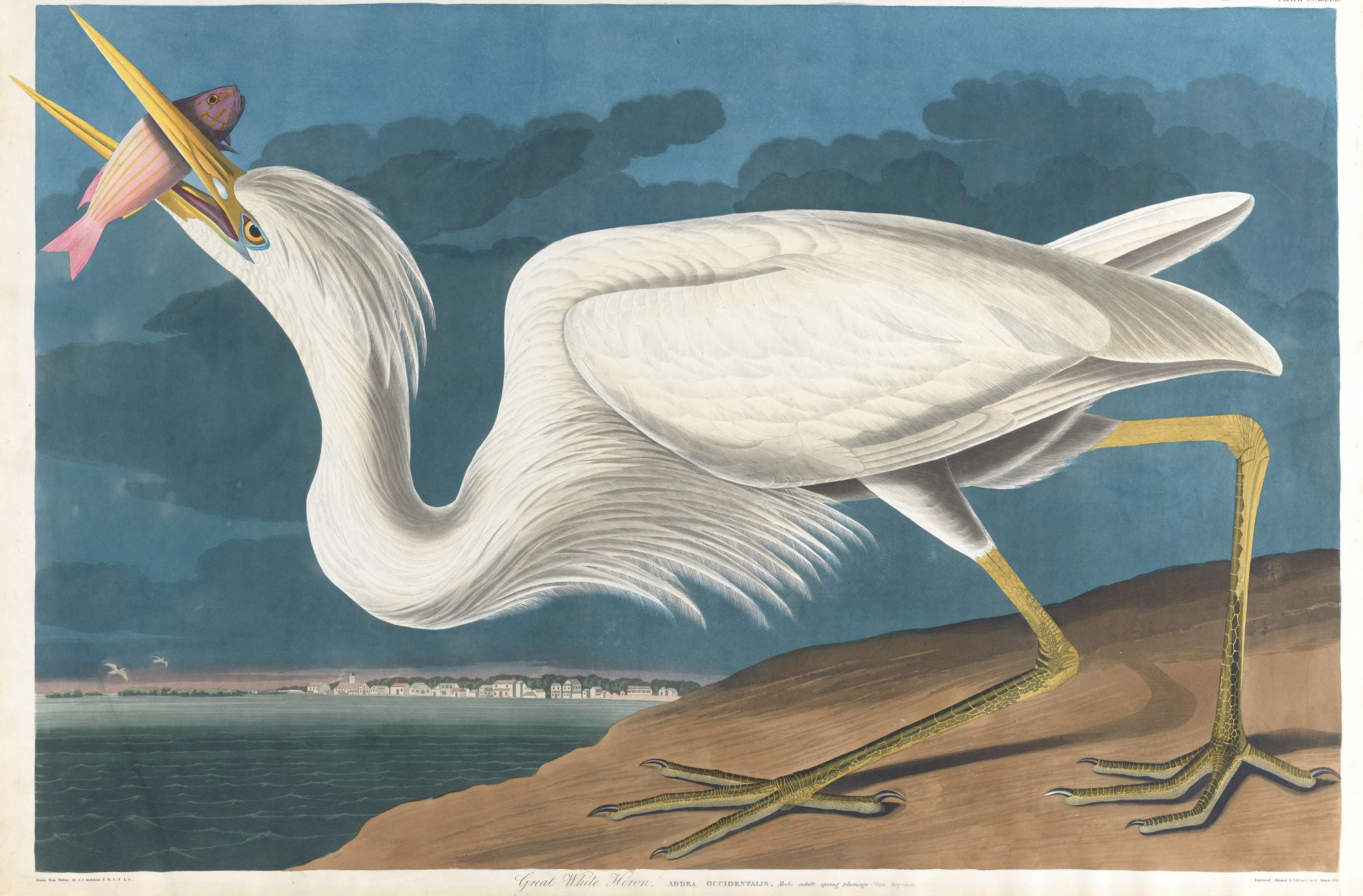Great white heron (1827–1838)