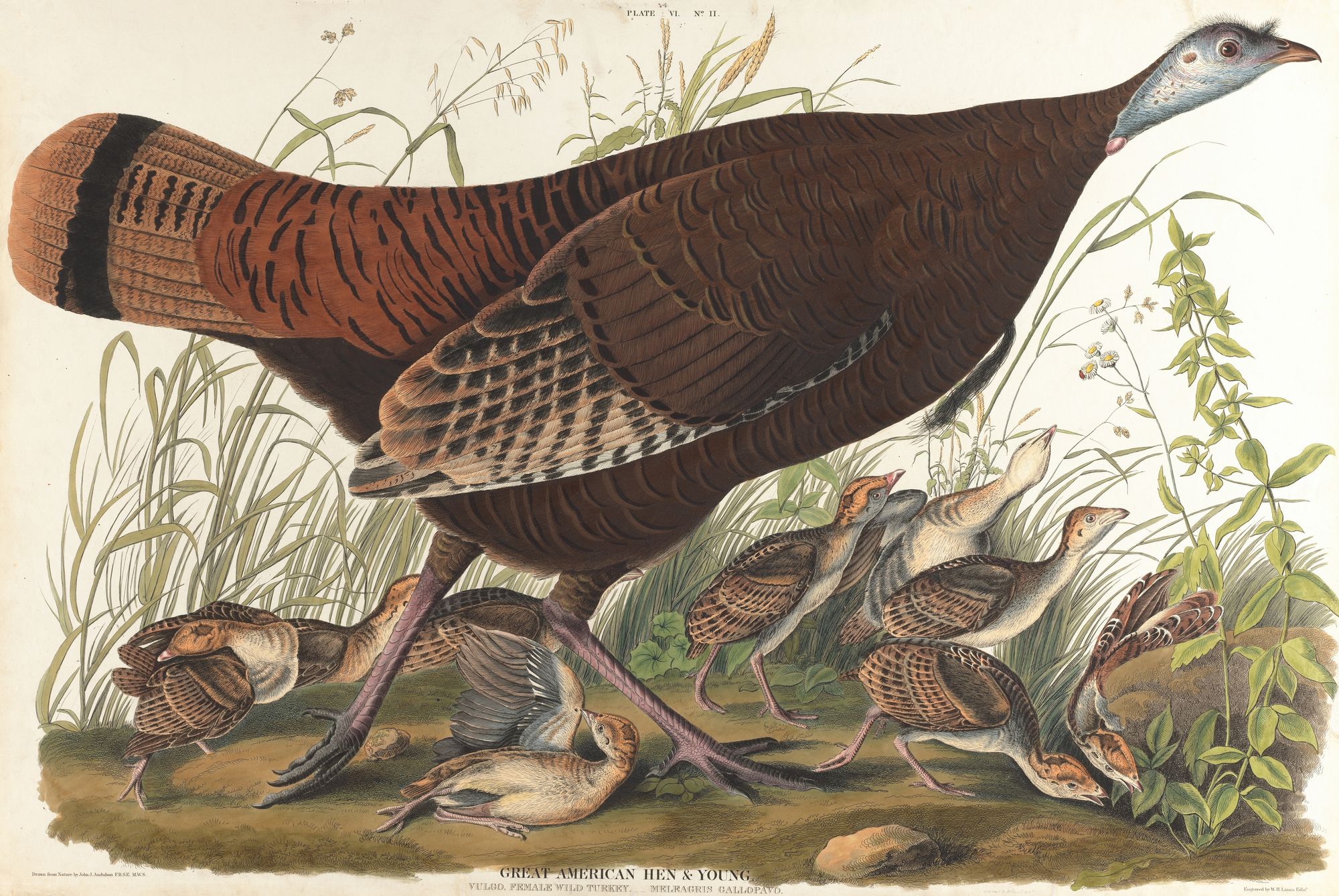Great American hen & young (1827–1838)