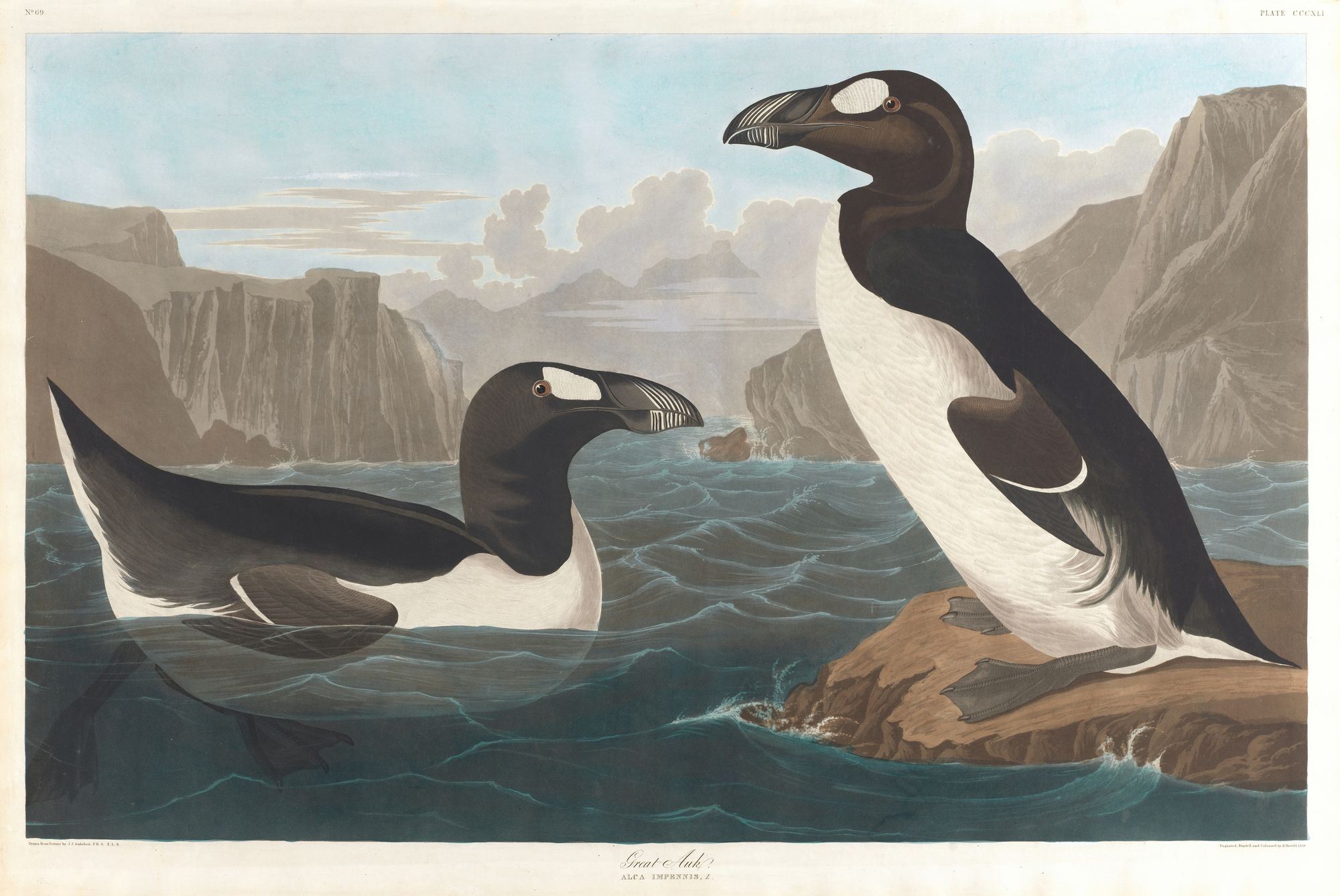 Great auk (1827–1838)