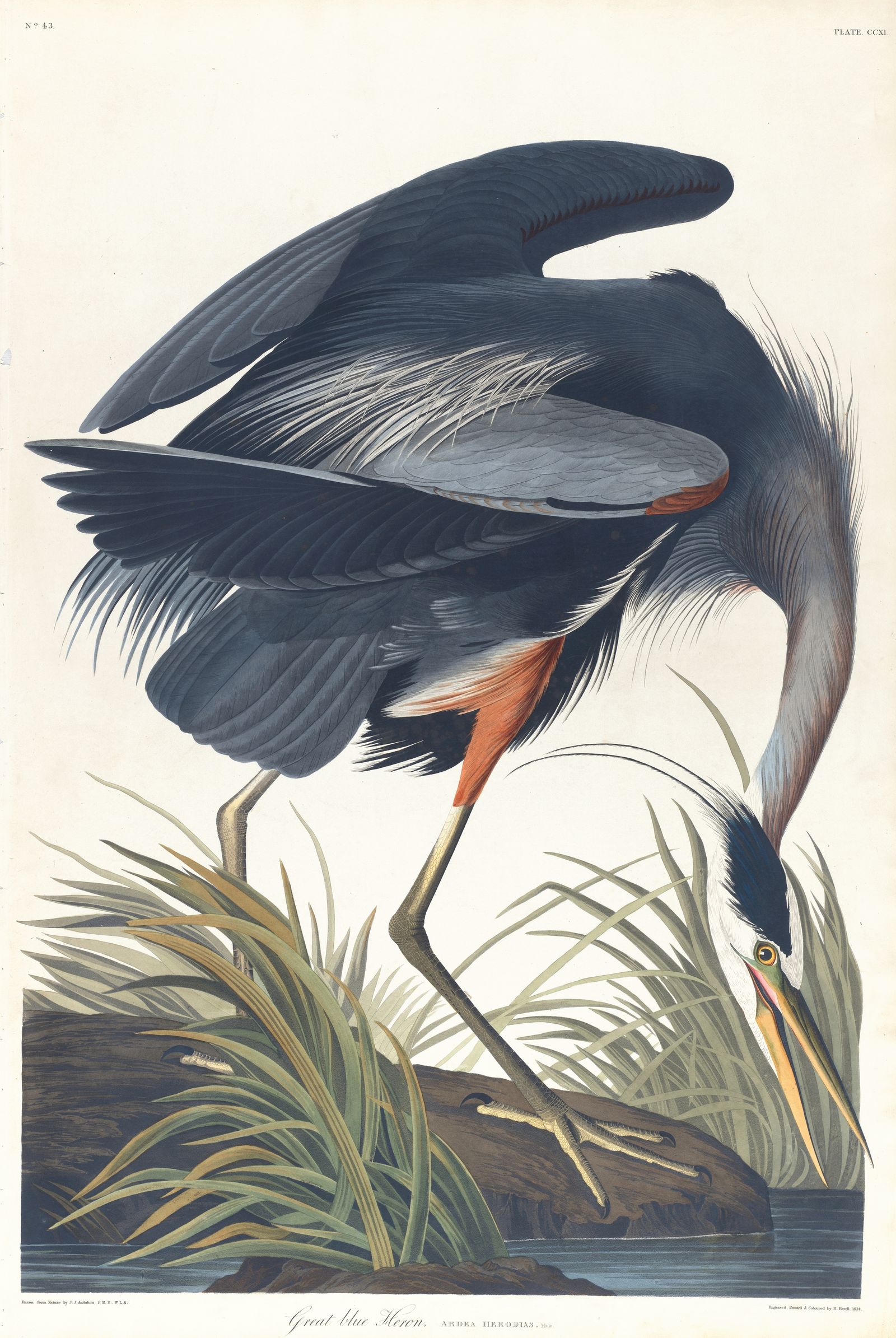 Great blue heron (1827–1838)