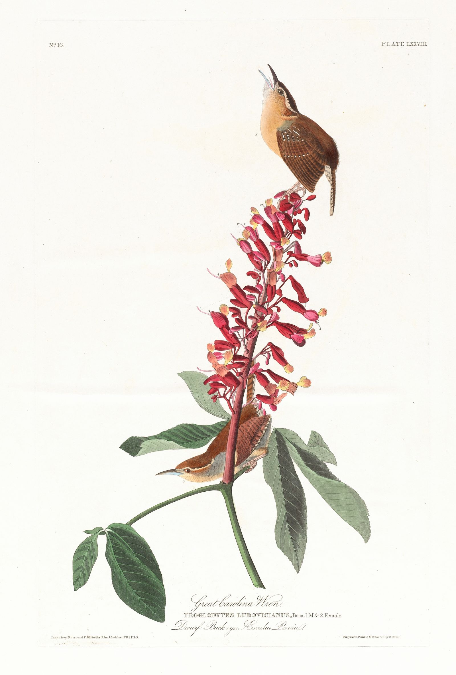 Great Carolina wren (1827–1838)