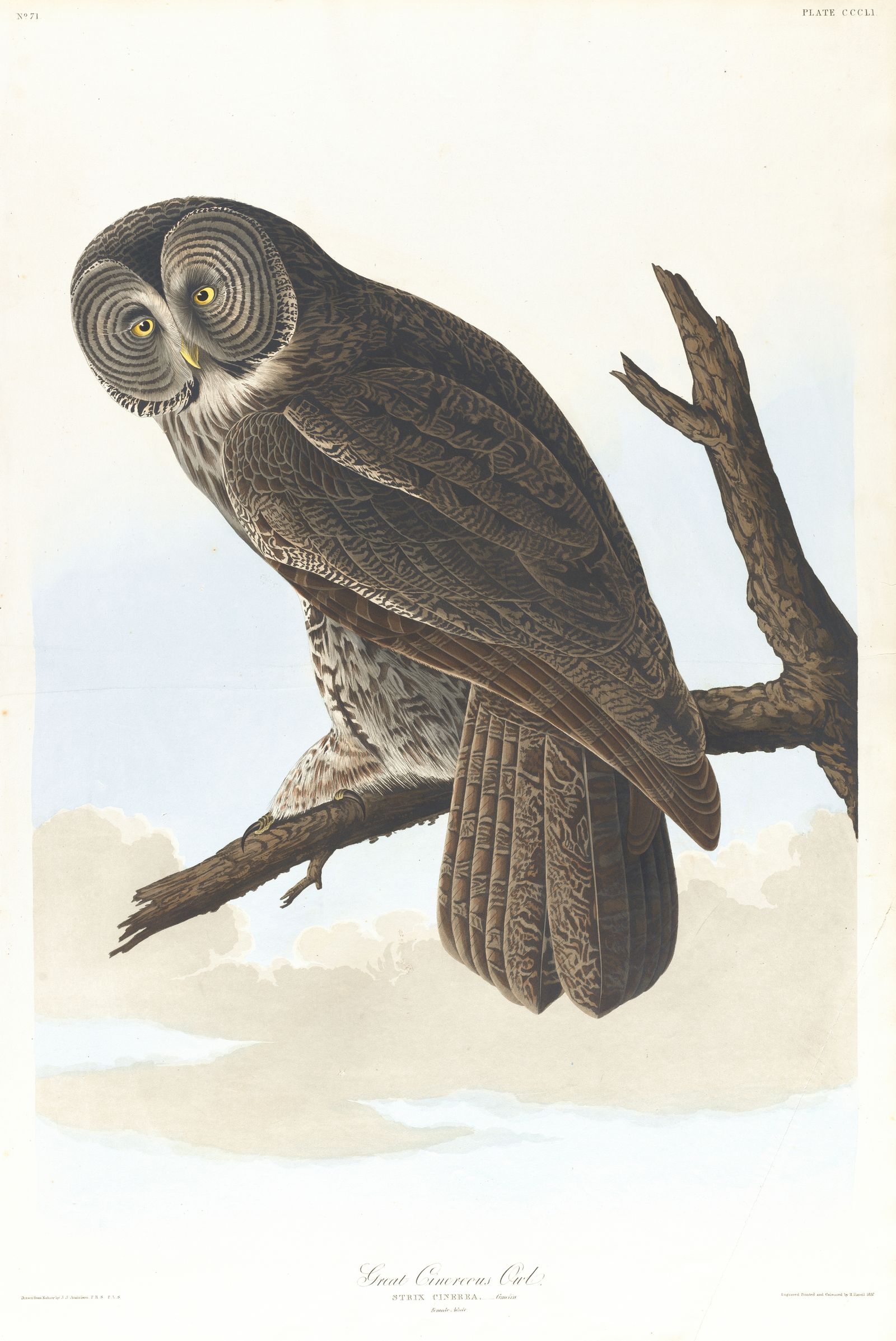 Great cinereous owl (1827–1838)