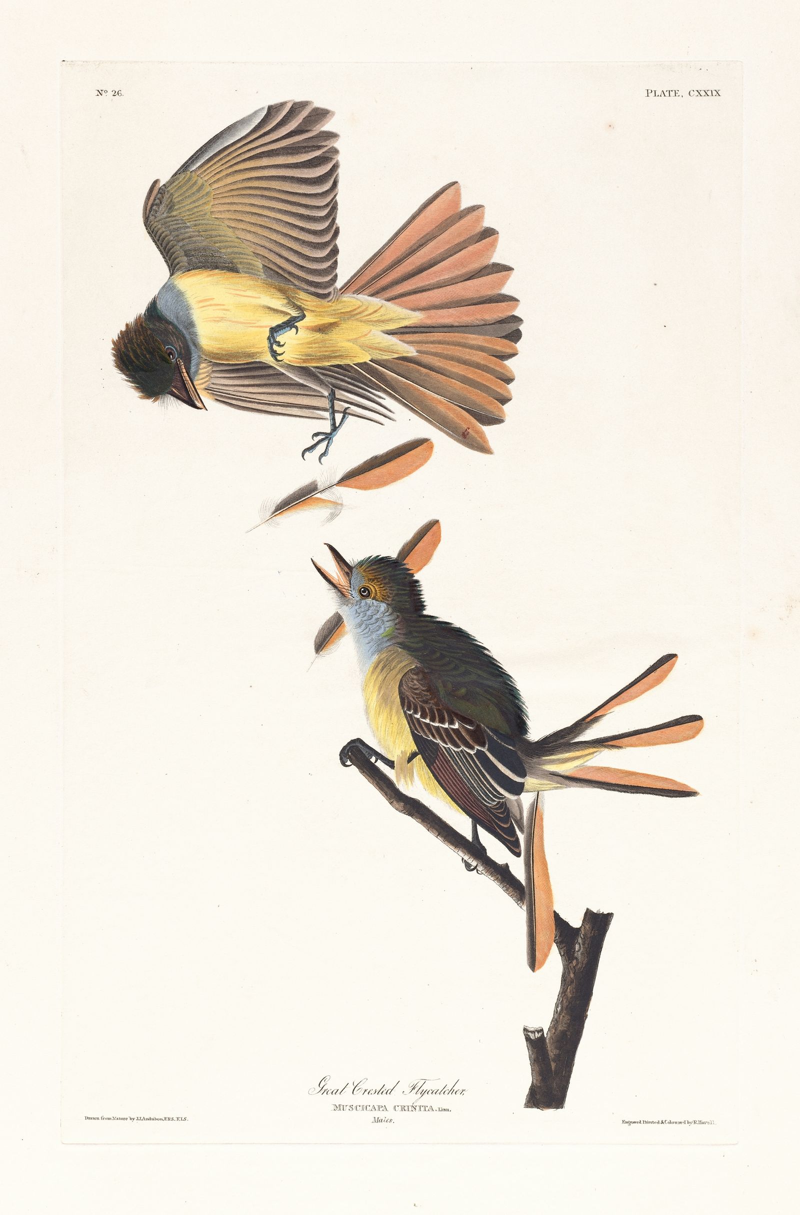 Great crested flycatcher (1827–1838)