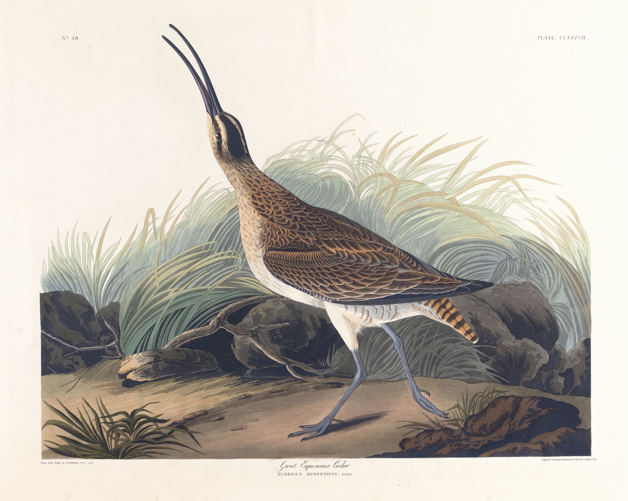 Great equimaux curlew (1827–1838)
