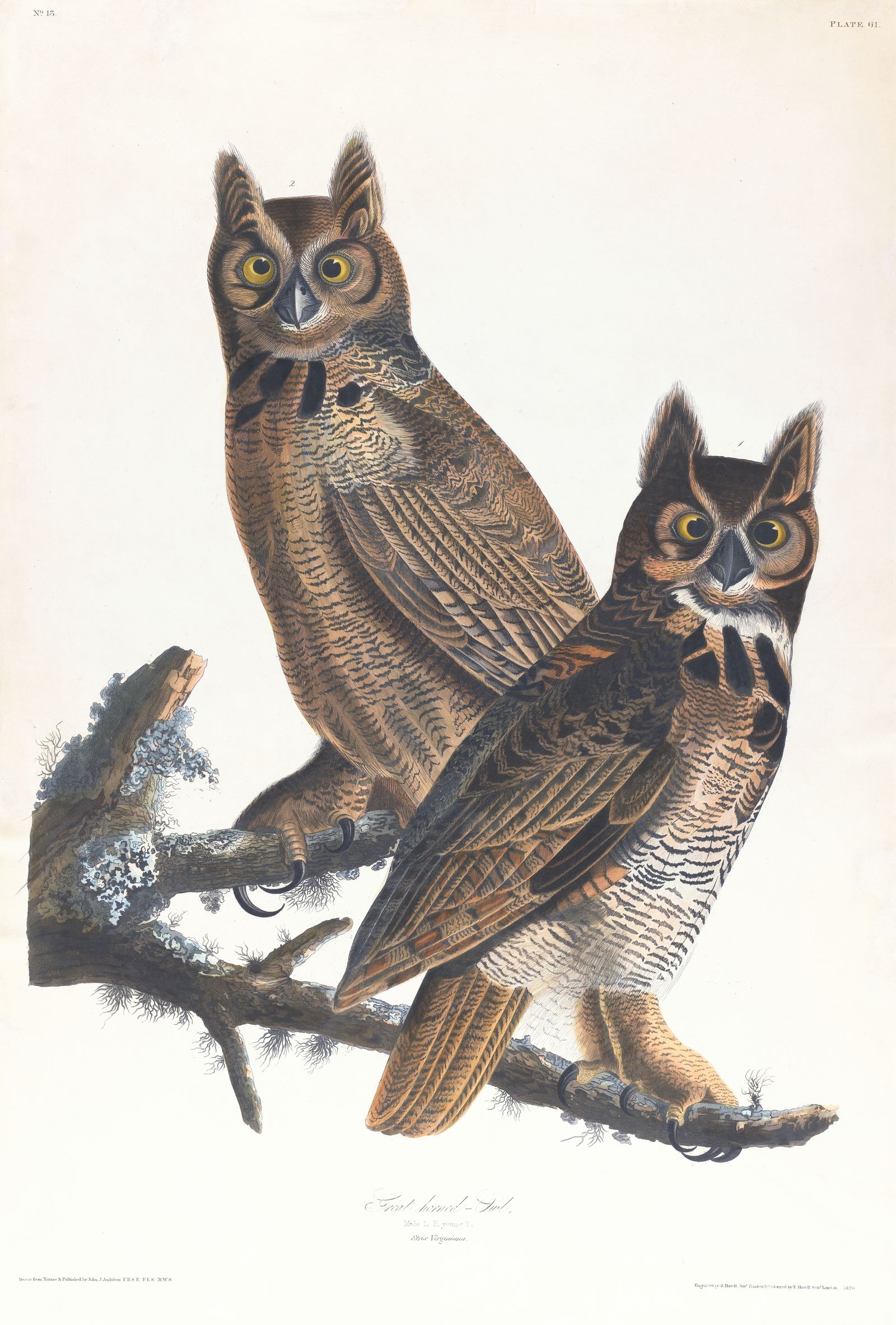 Great horned-owl (1827–1838)