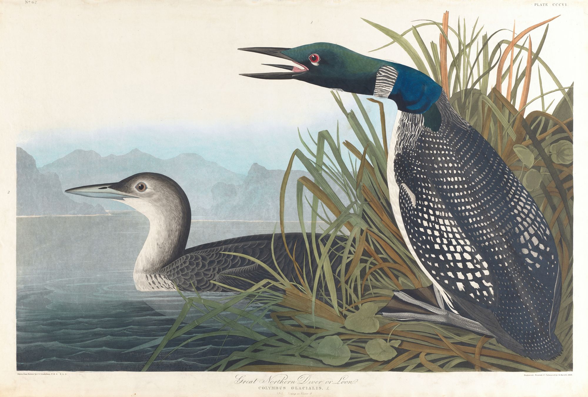 Great northern diver or loon (1827–1838)