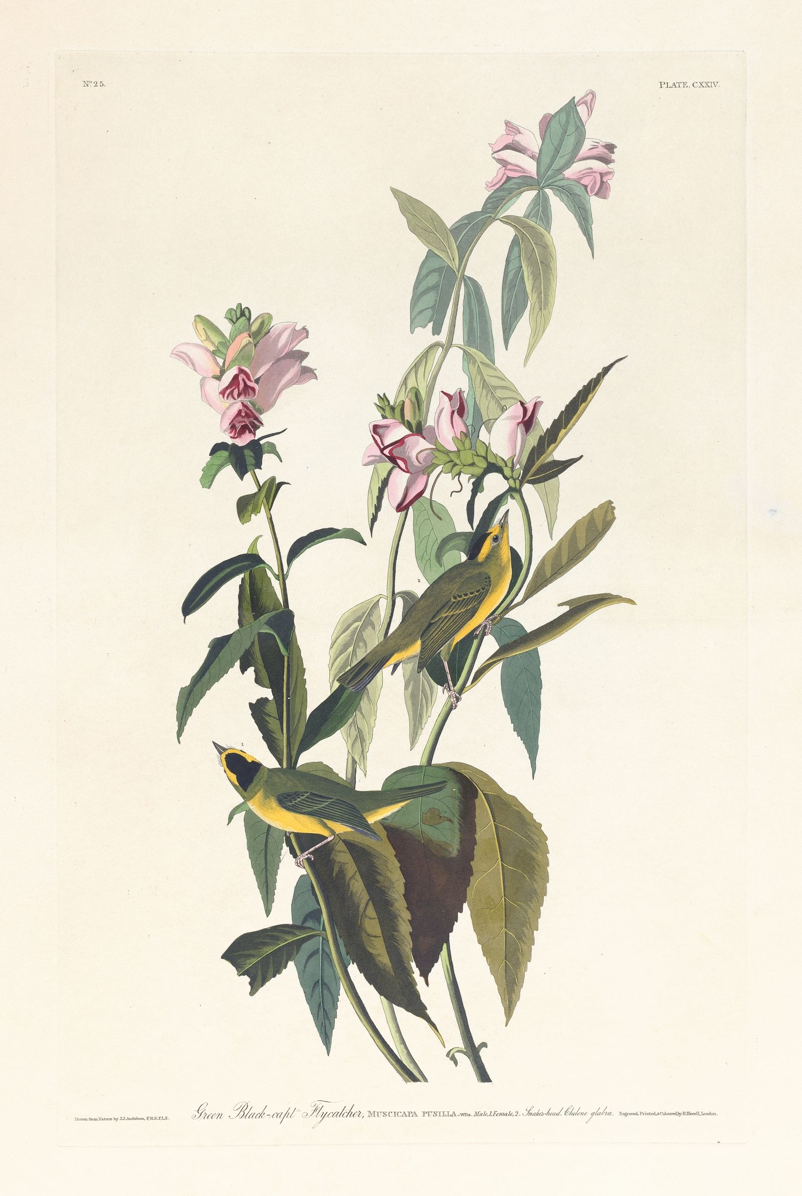 Green black-capt flycatcher (1827–1838)