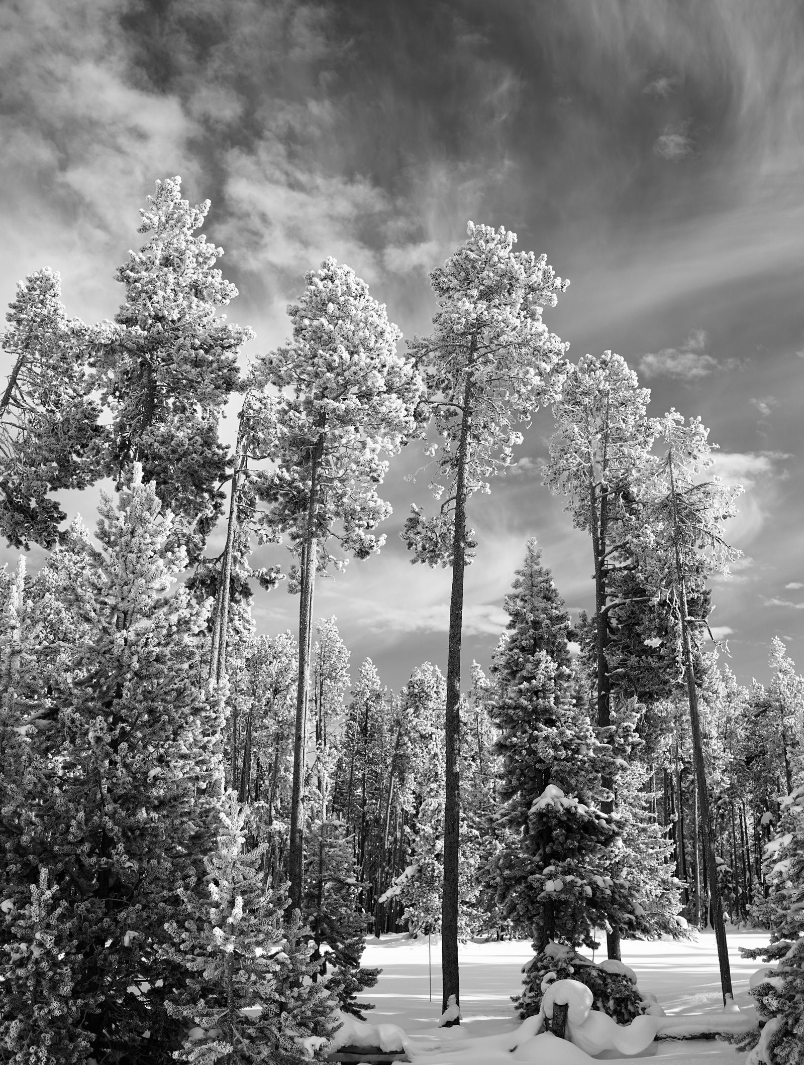 Guardians of Yellowstone
