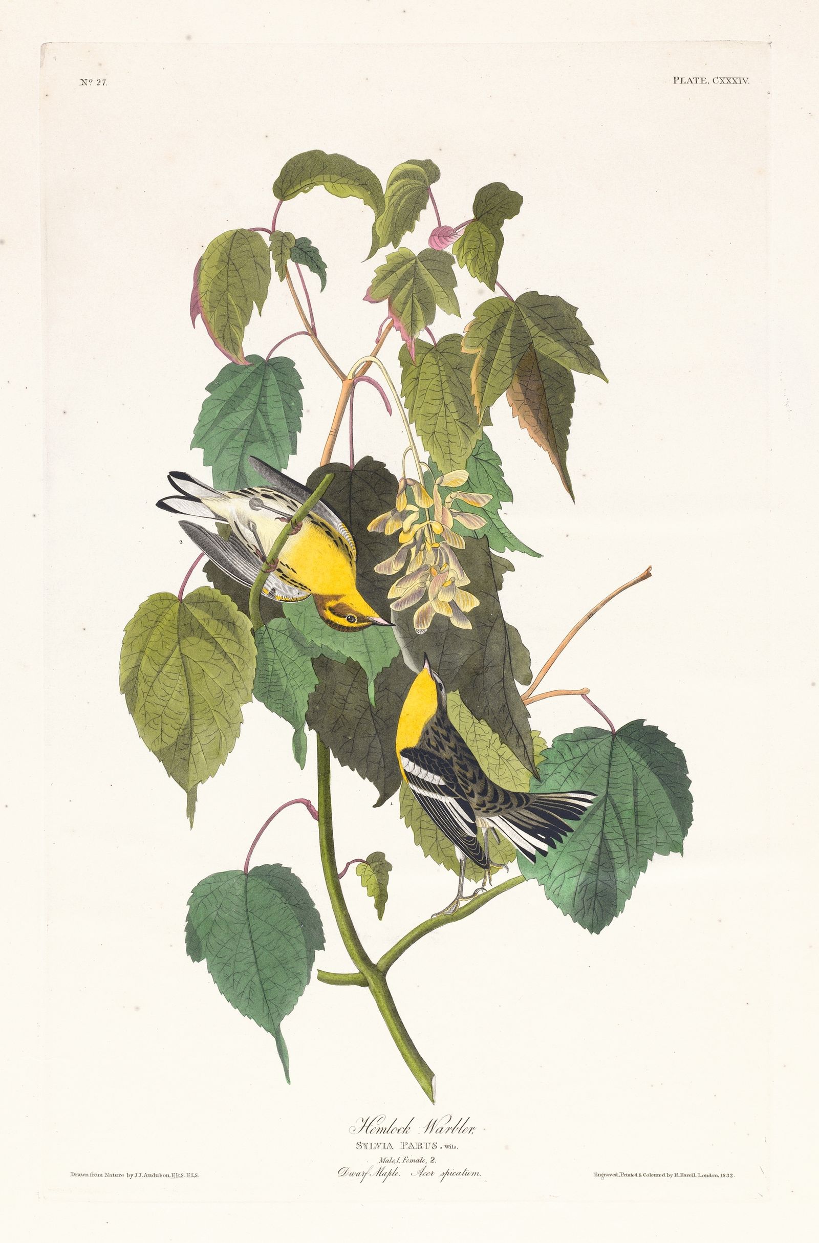 Hemlock warbler (1827–1838)