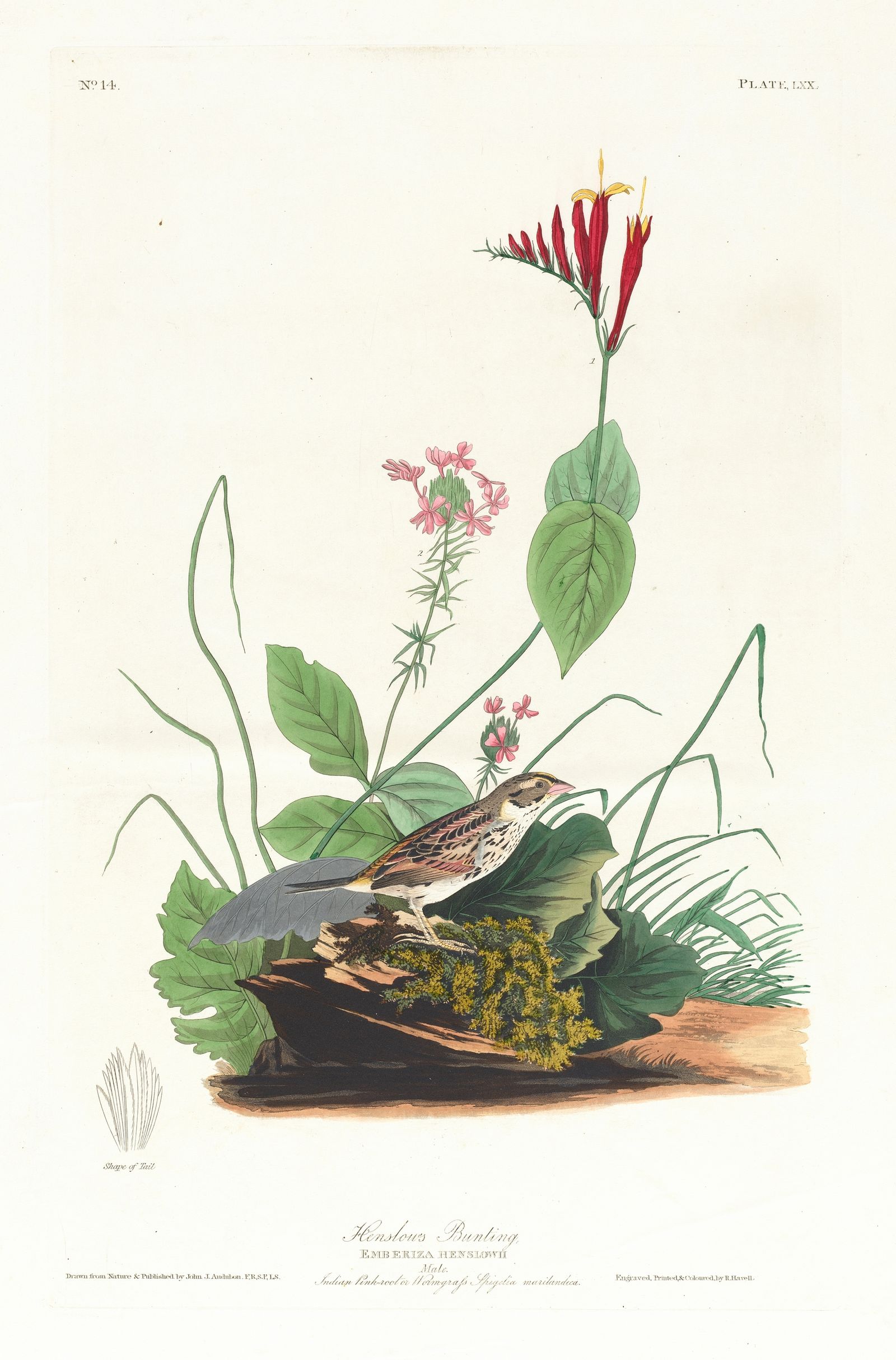 Henslow’s bunting (1827–1838)
