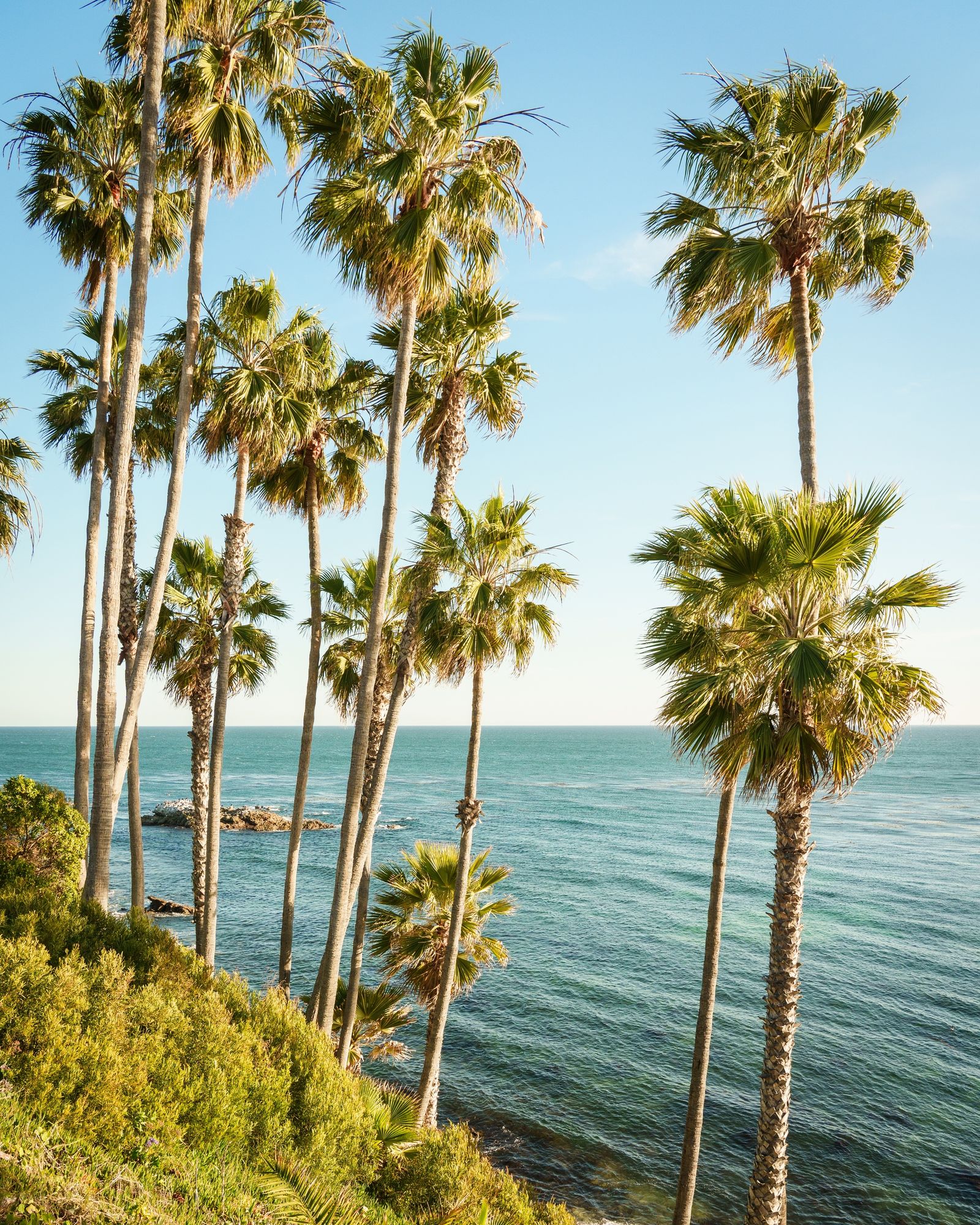 Heisler Park Palms, Laguna Beach