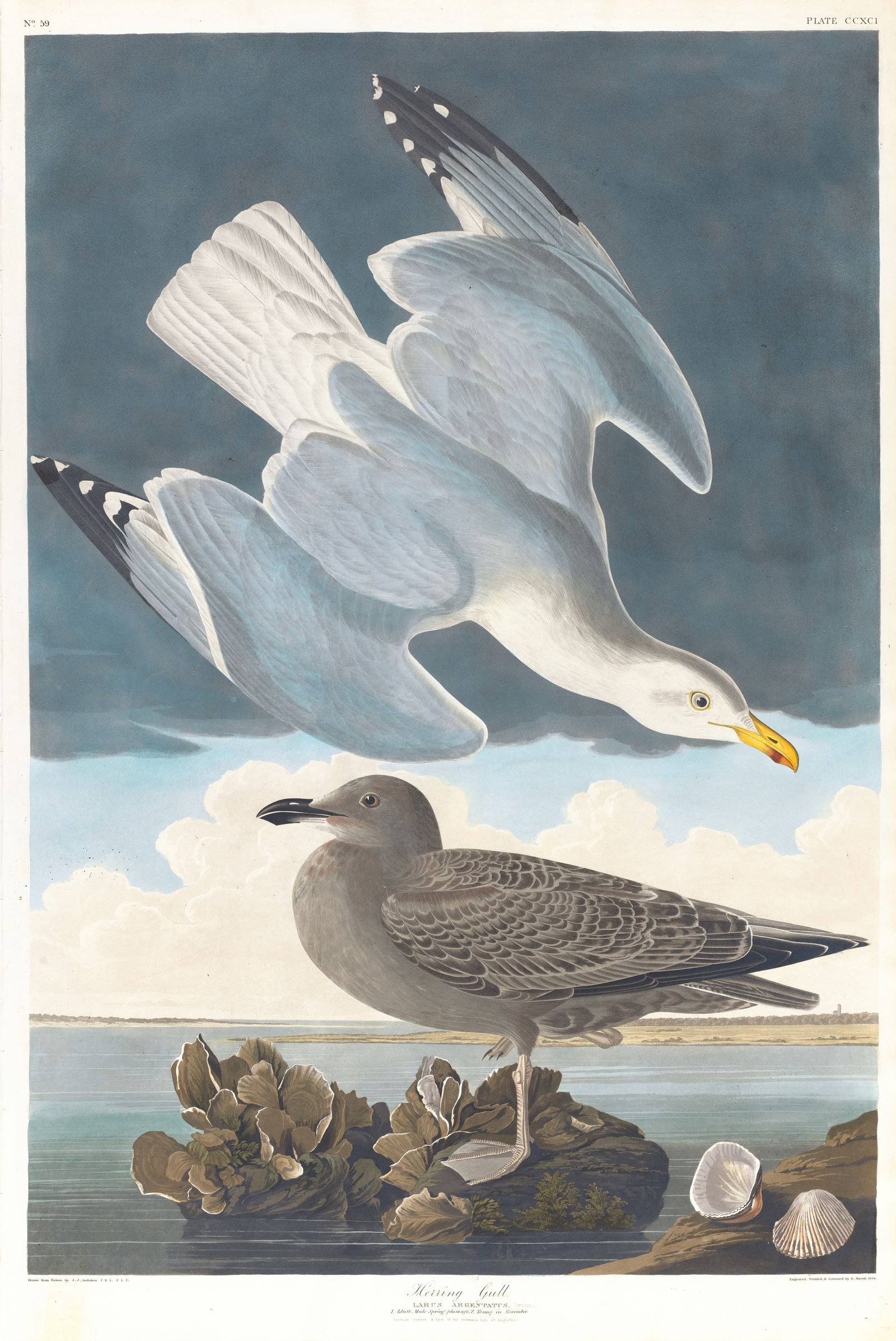 Herring gull (1827–1838)