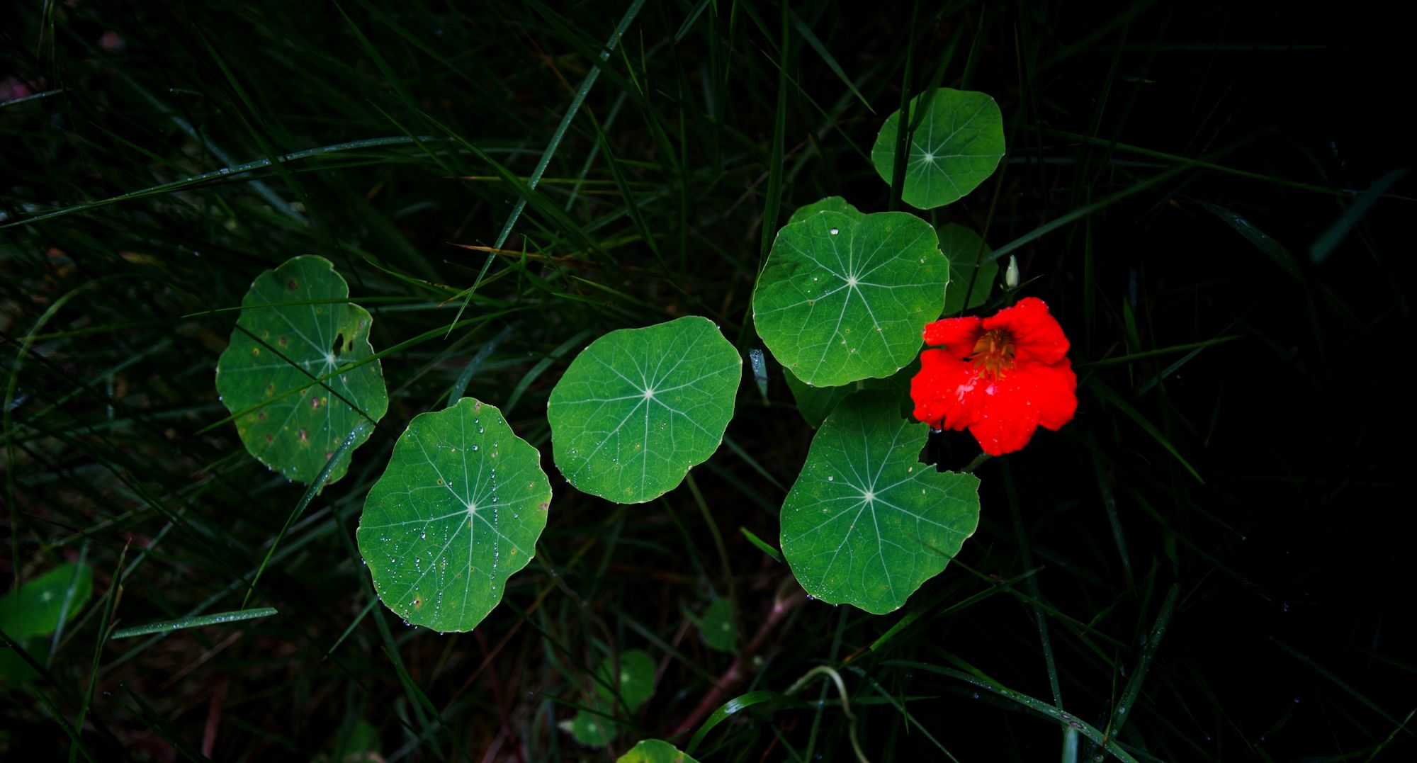 Hidden Bloom