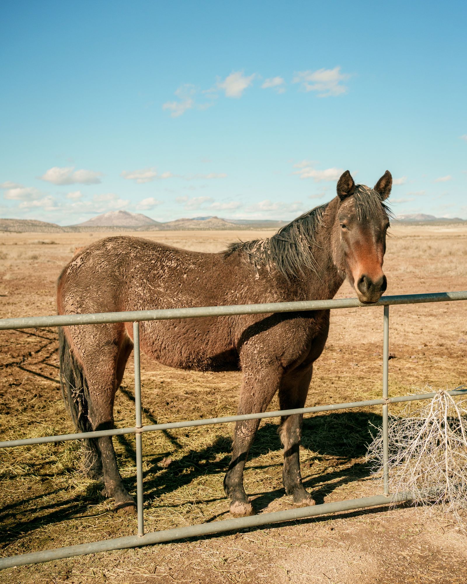 Horse in Seligman 02