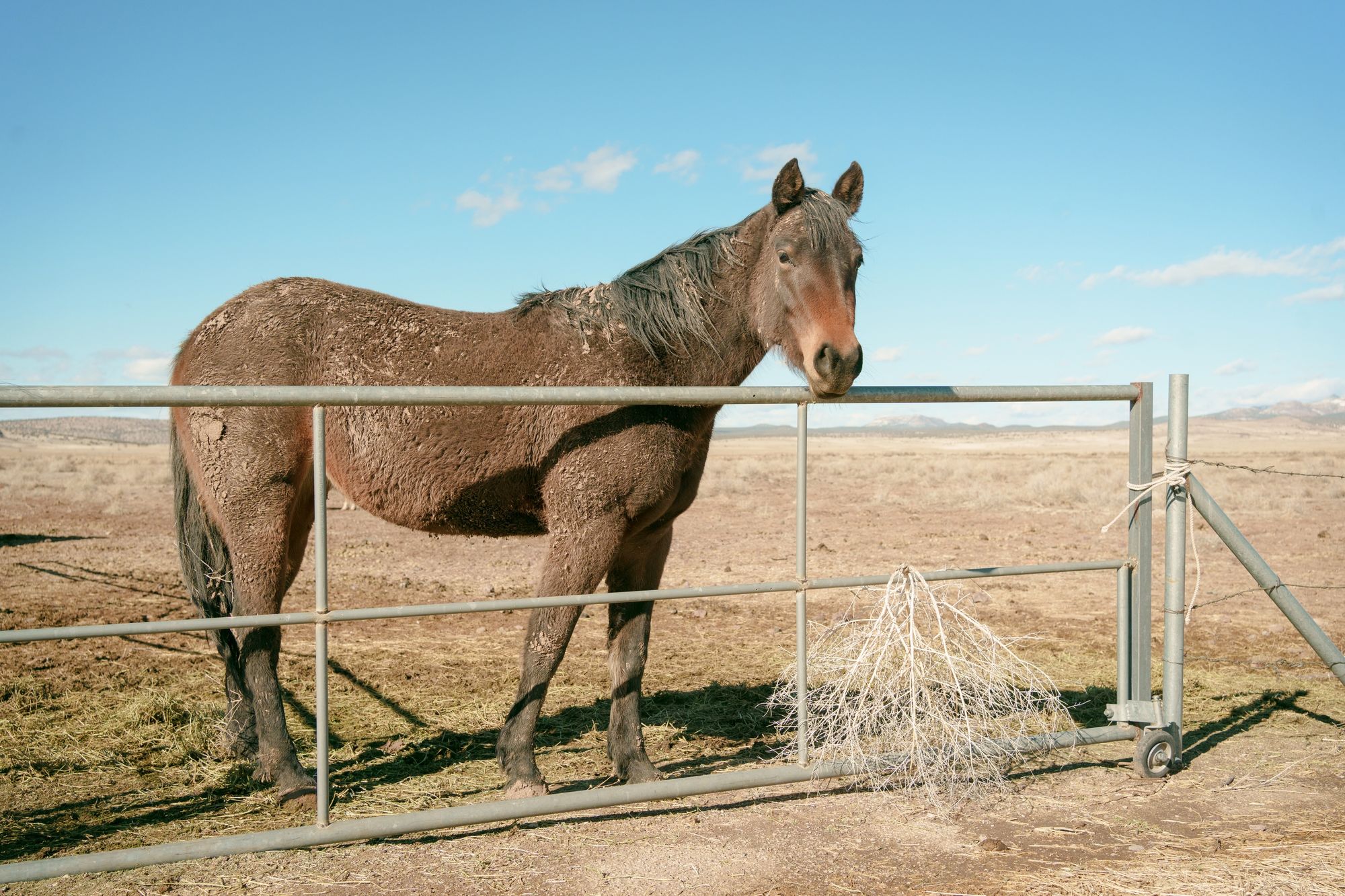 Horse in Seligman