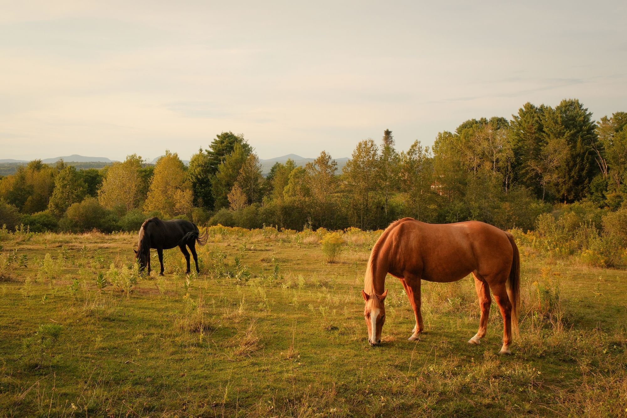 Horses in Burke 01