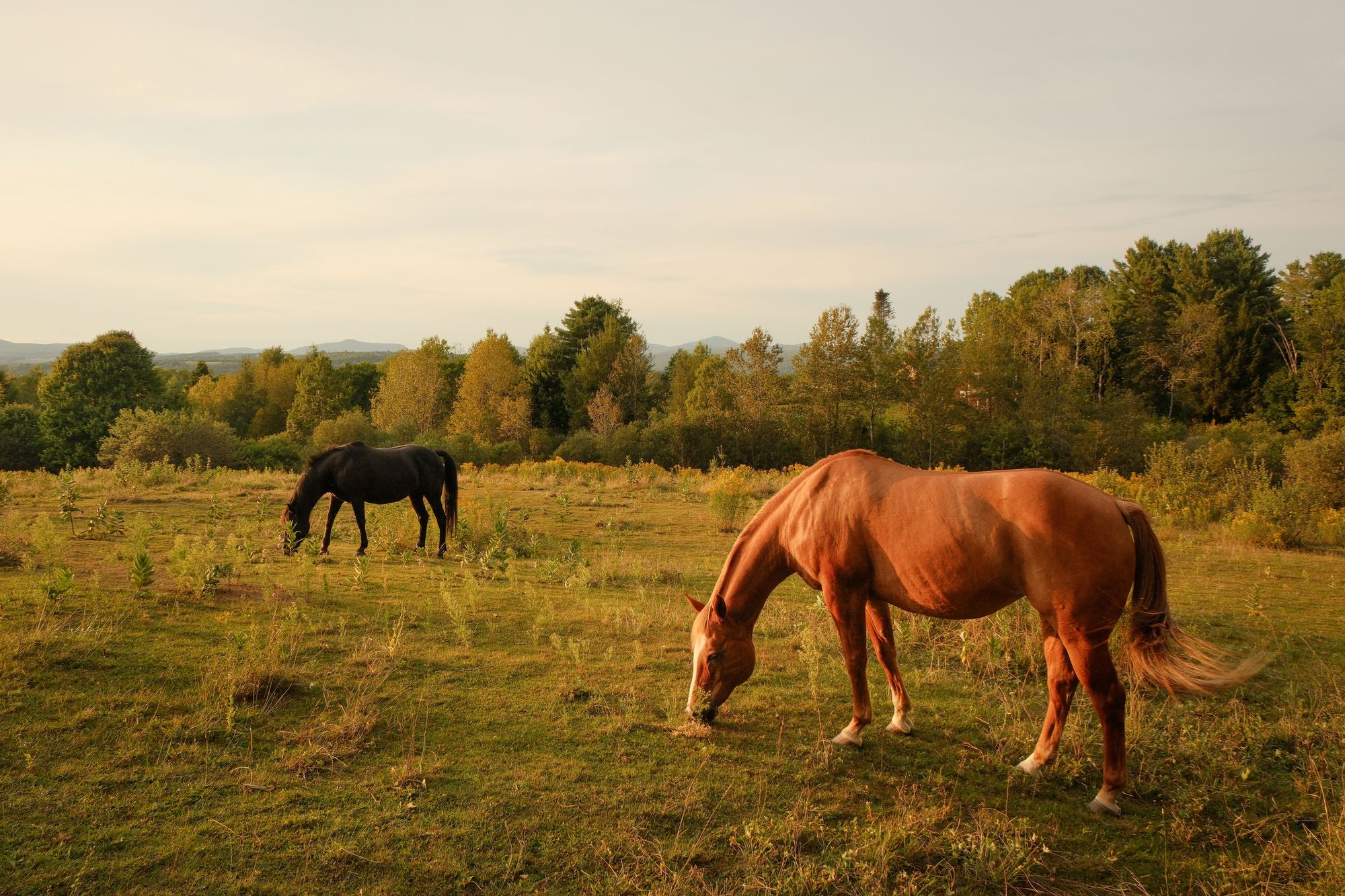 Horses in Burke 02