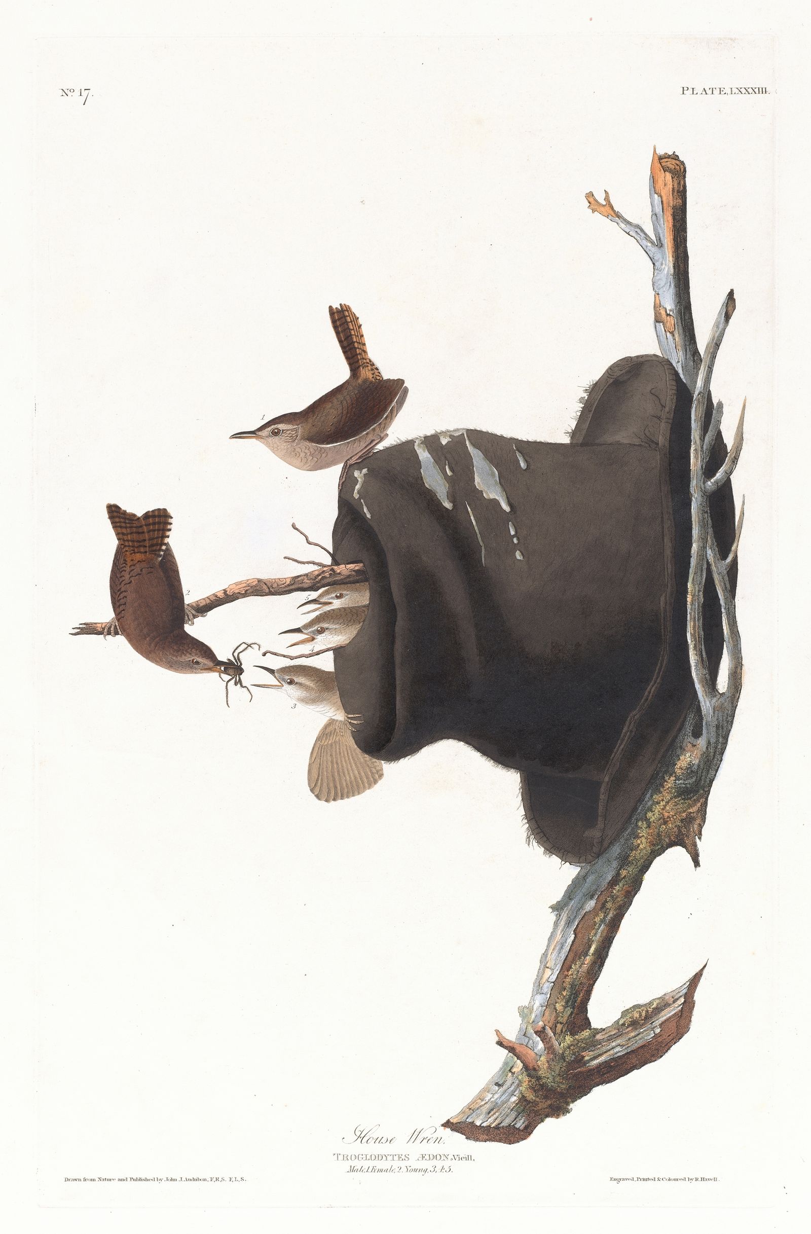 House wren (1827–1838)