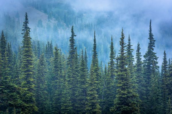 Forests