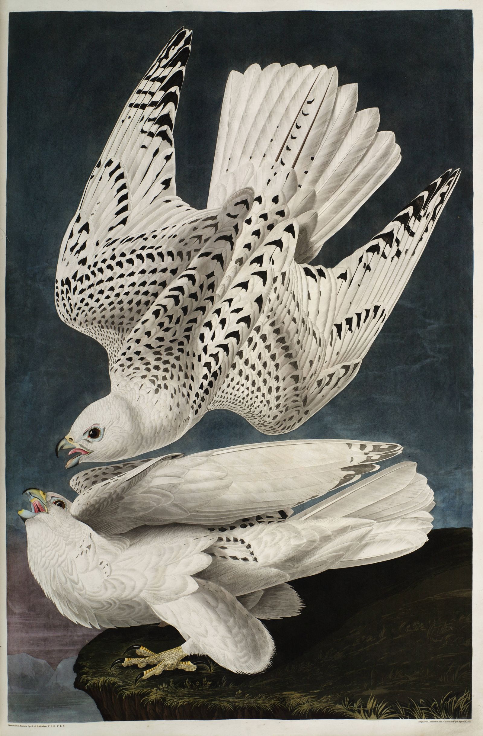 Iceland or Jer Falcon (1827-1838)