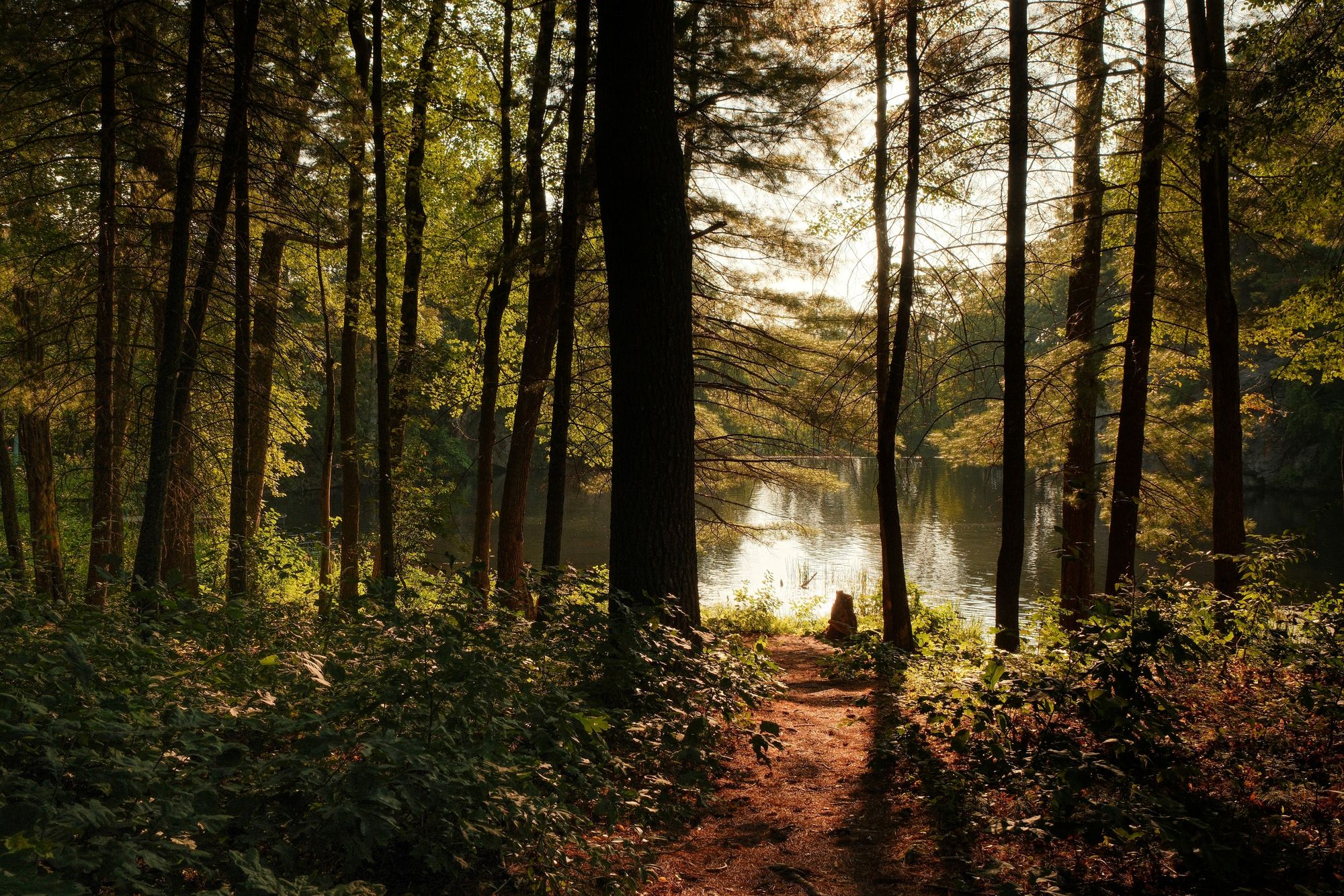 In the Woods at Puffers Pond, Amherst 01