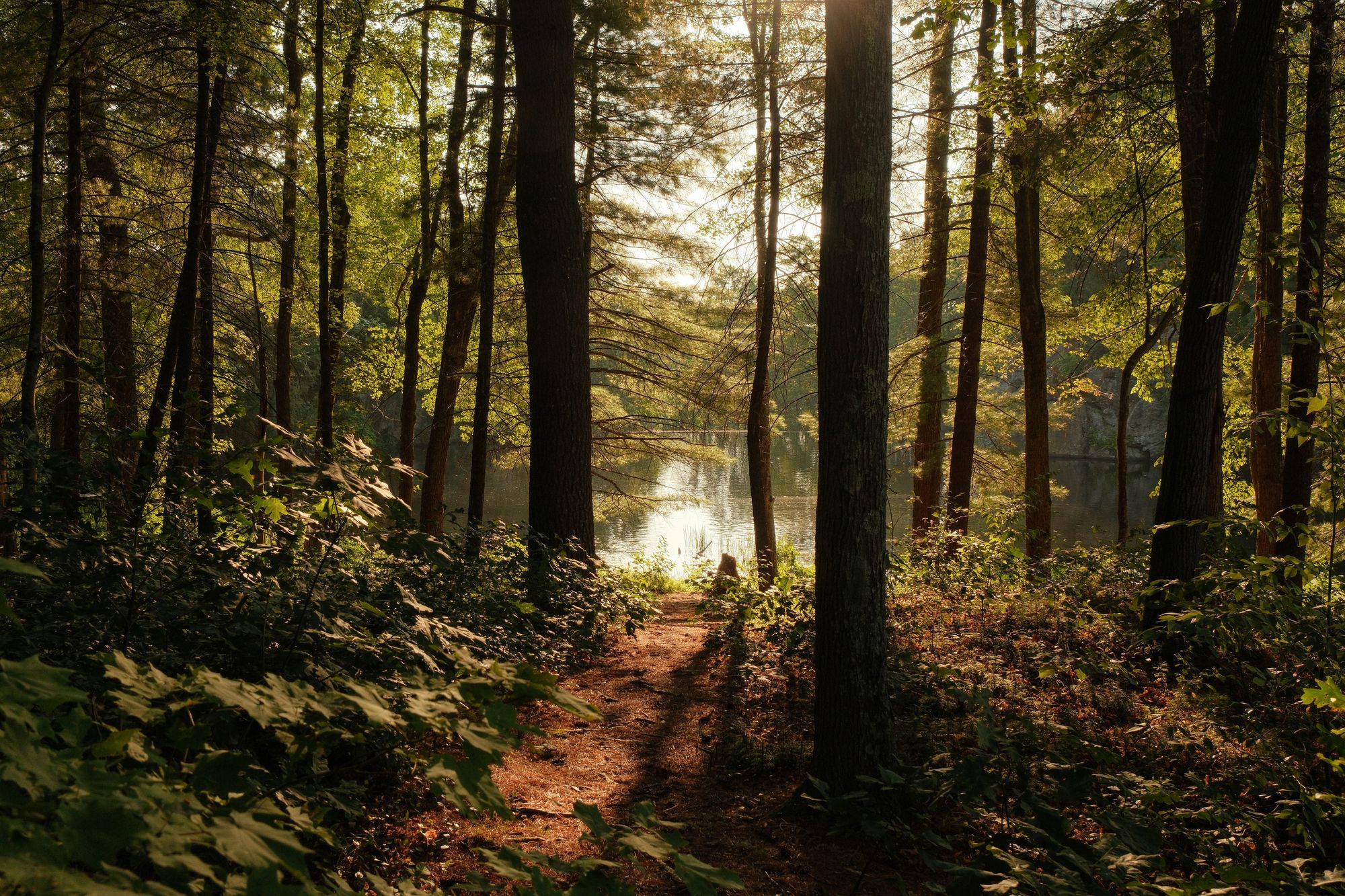 In the Woods at Puffers Pond, Amherst 02