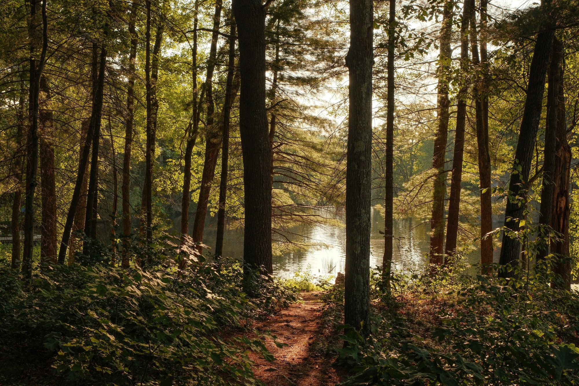 In the Woods at Puffers Pond, Amherst 04