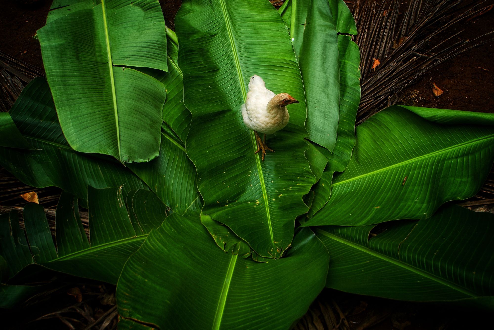 Island Perch