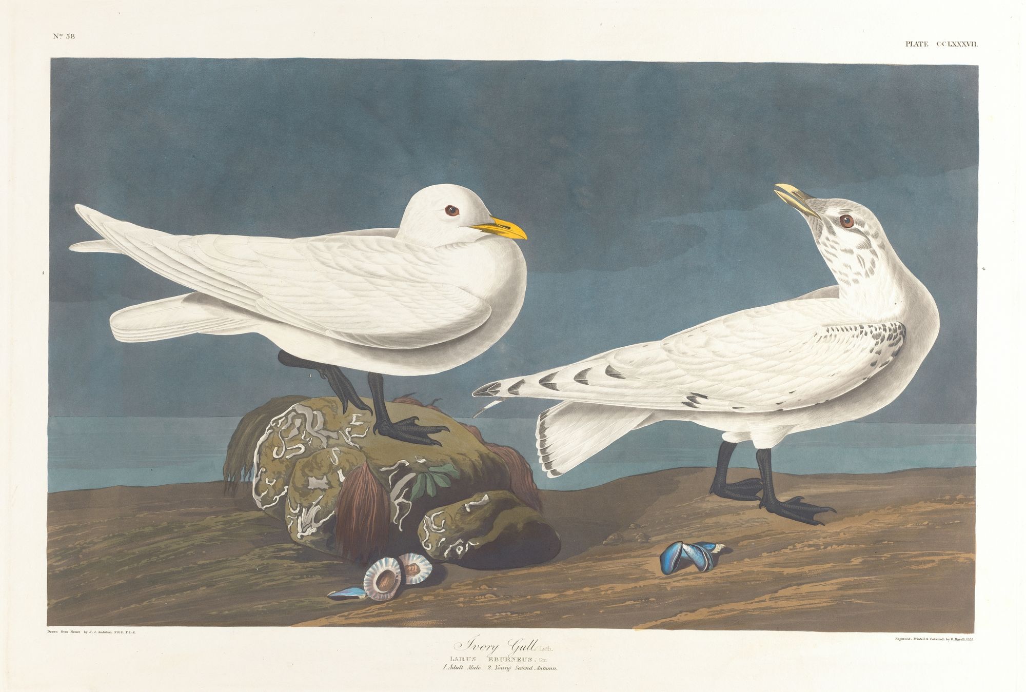 Ivory gull (1827–1838)