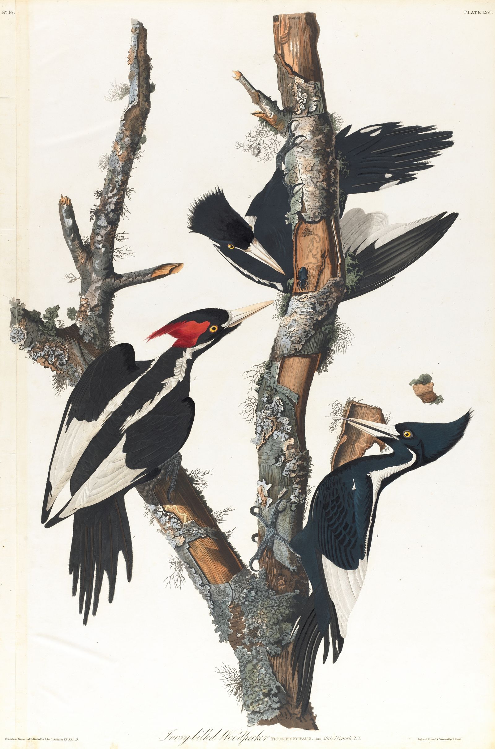 Ivory-billed woodpecker (1827–1838)