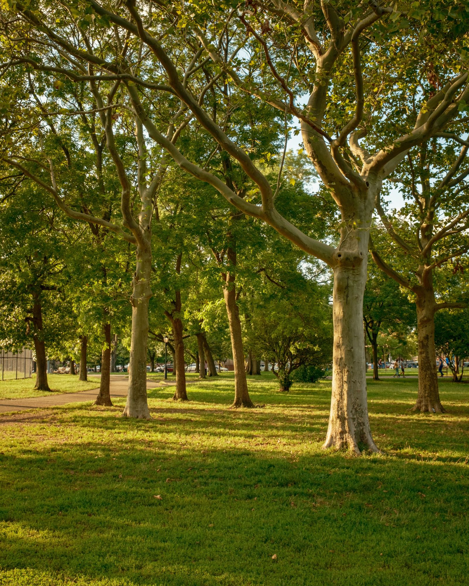 Juniper Valley Park, Queens
