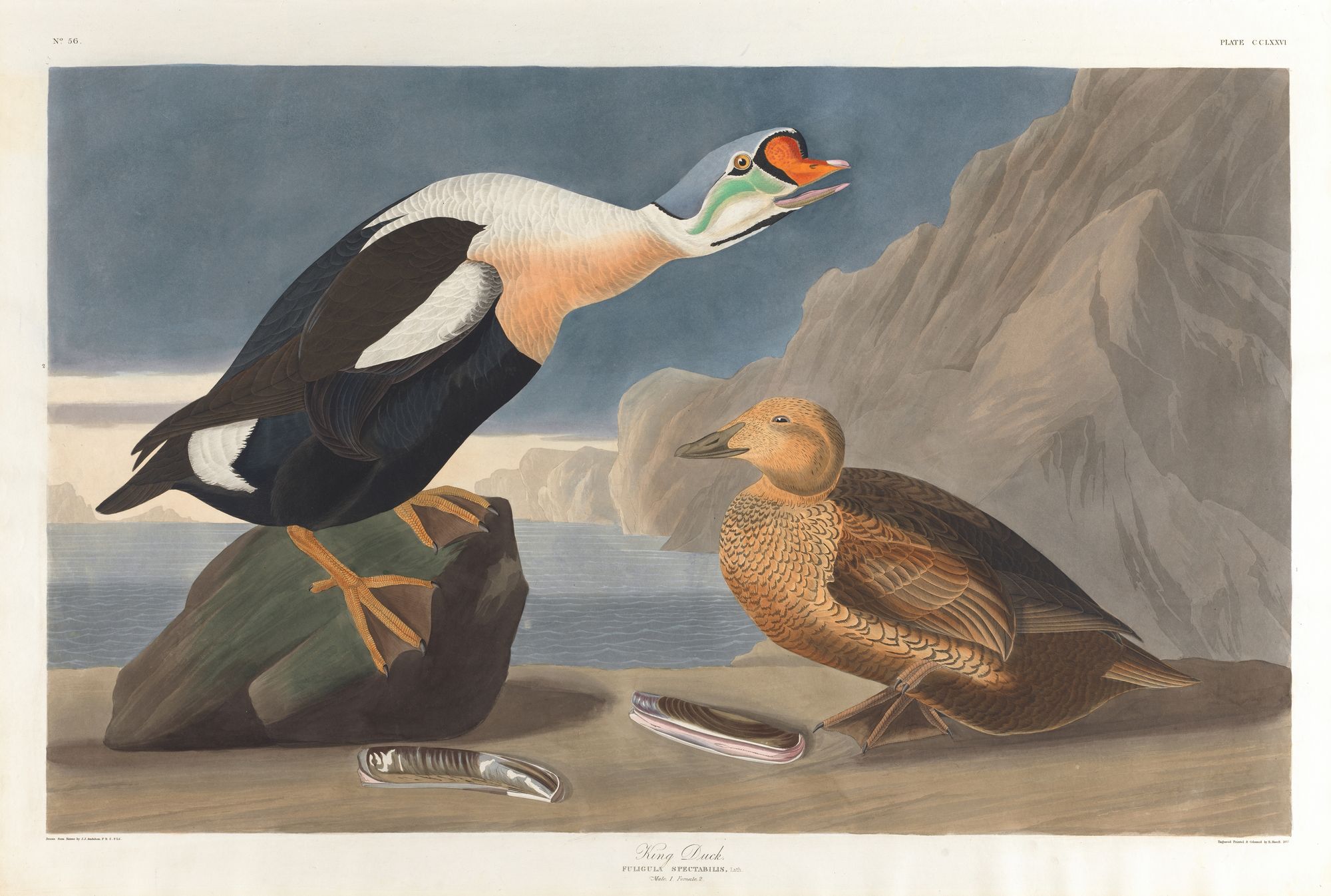 King duck (1827–1838)