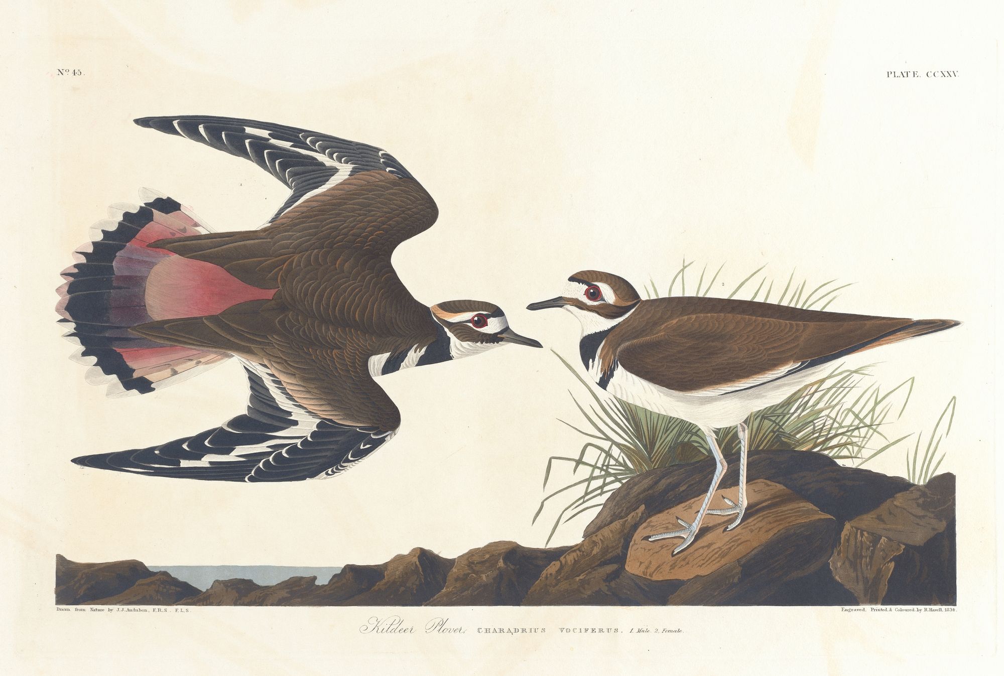 Killdeer plover (1827–1838)