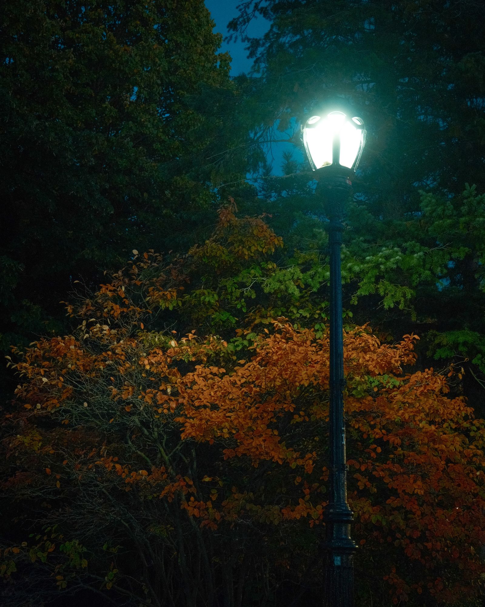 Lamp in Delaware Park, Buffalo