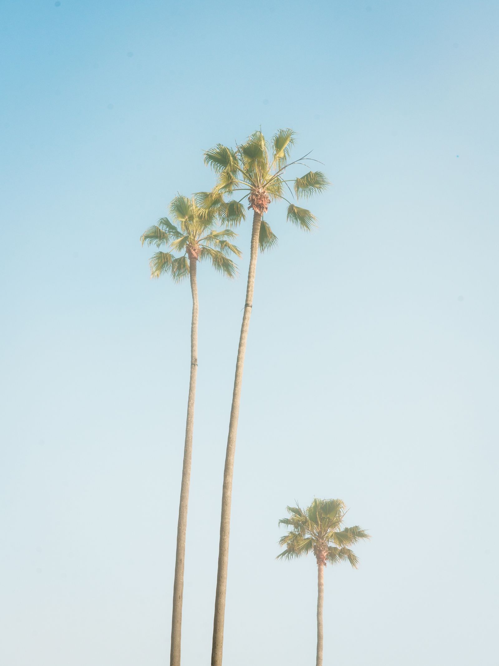 Laguna Beach Palms