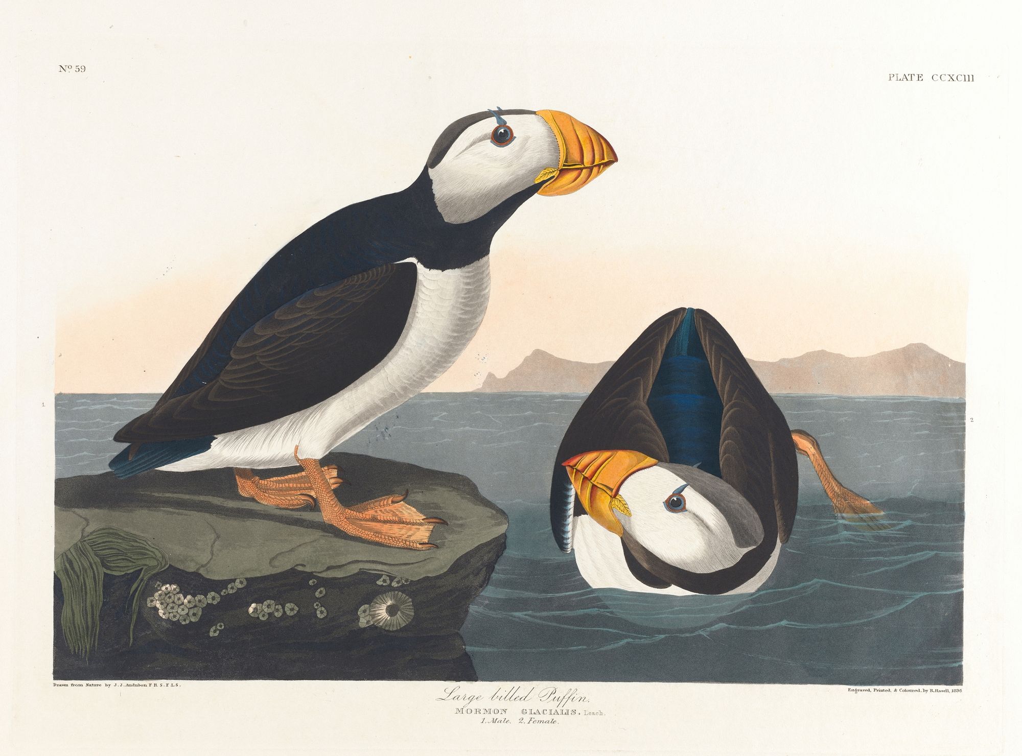 Large-billed puffin (1827–1838)