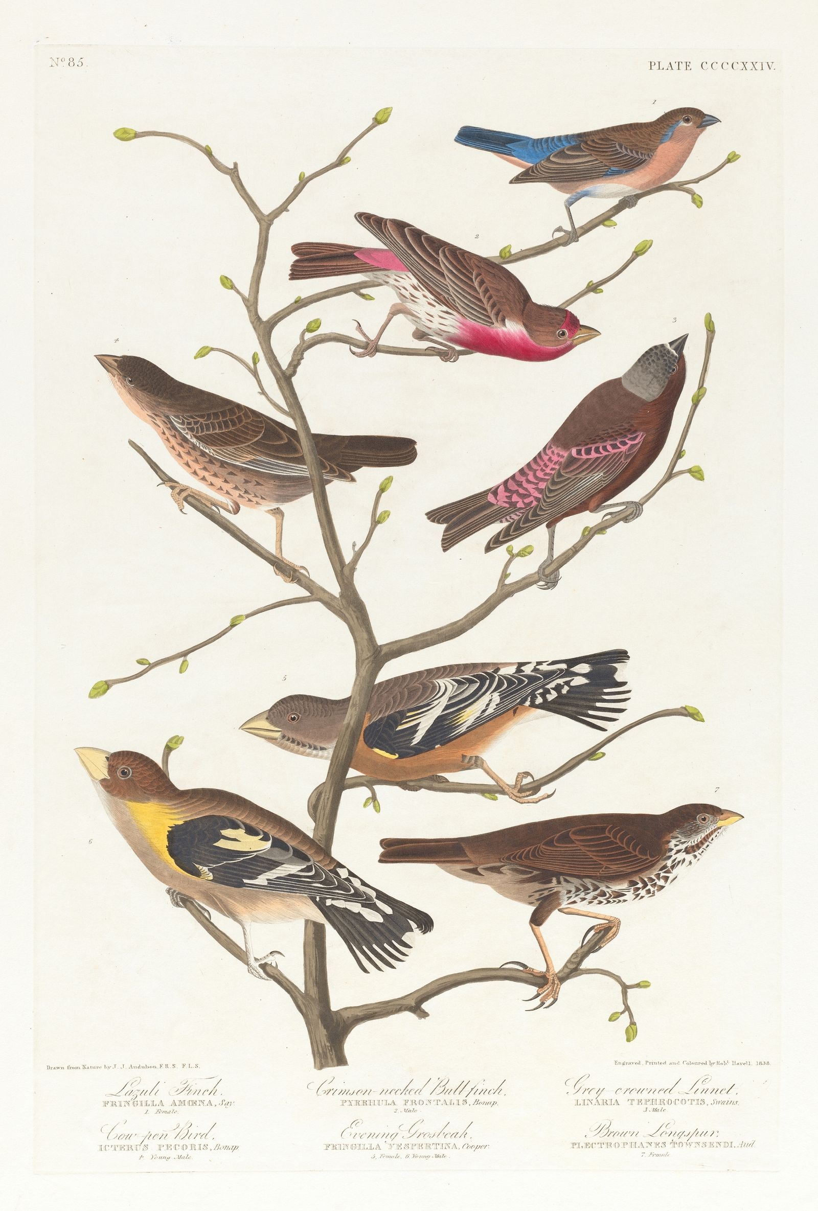 Lazuli finch. Crimson-necked bull finch. Grey-crowned linnet. Cow-pen bird. Evening grosbeak. Brown longspur (1827–1838)