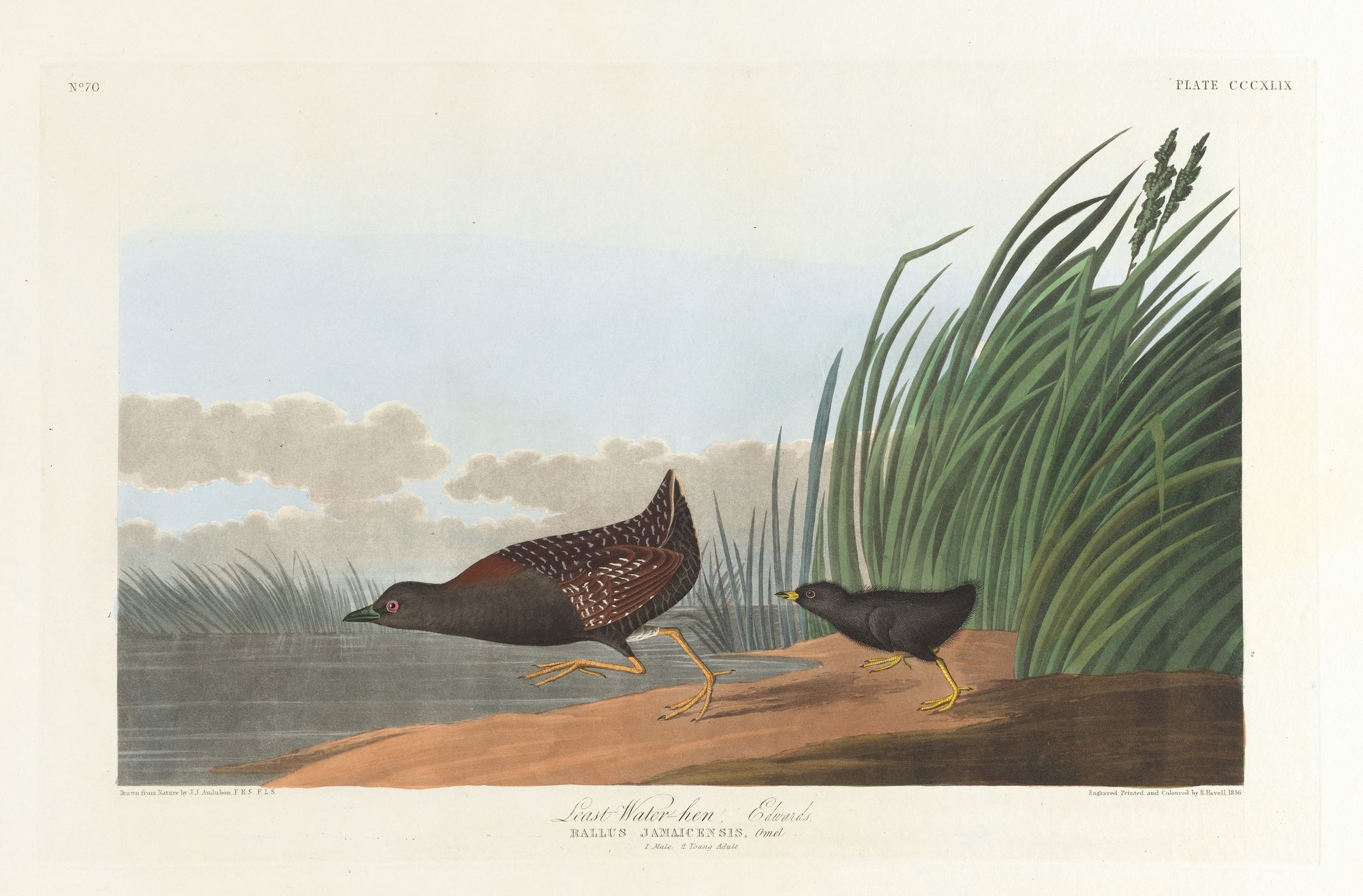 Least water-hen (1827–1838)